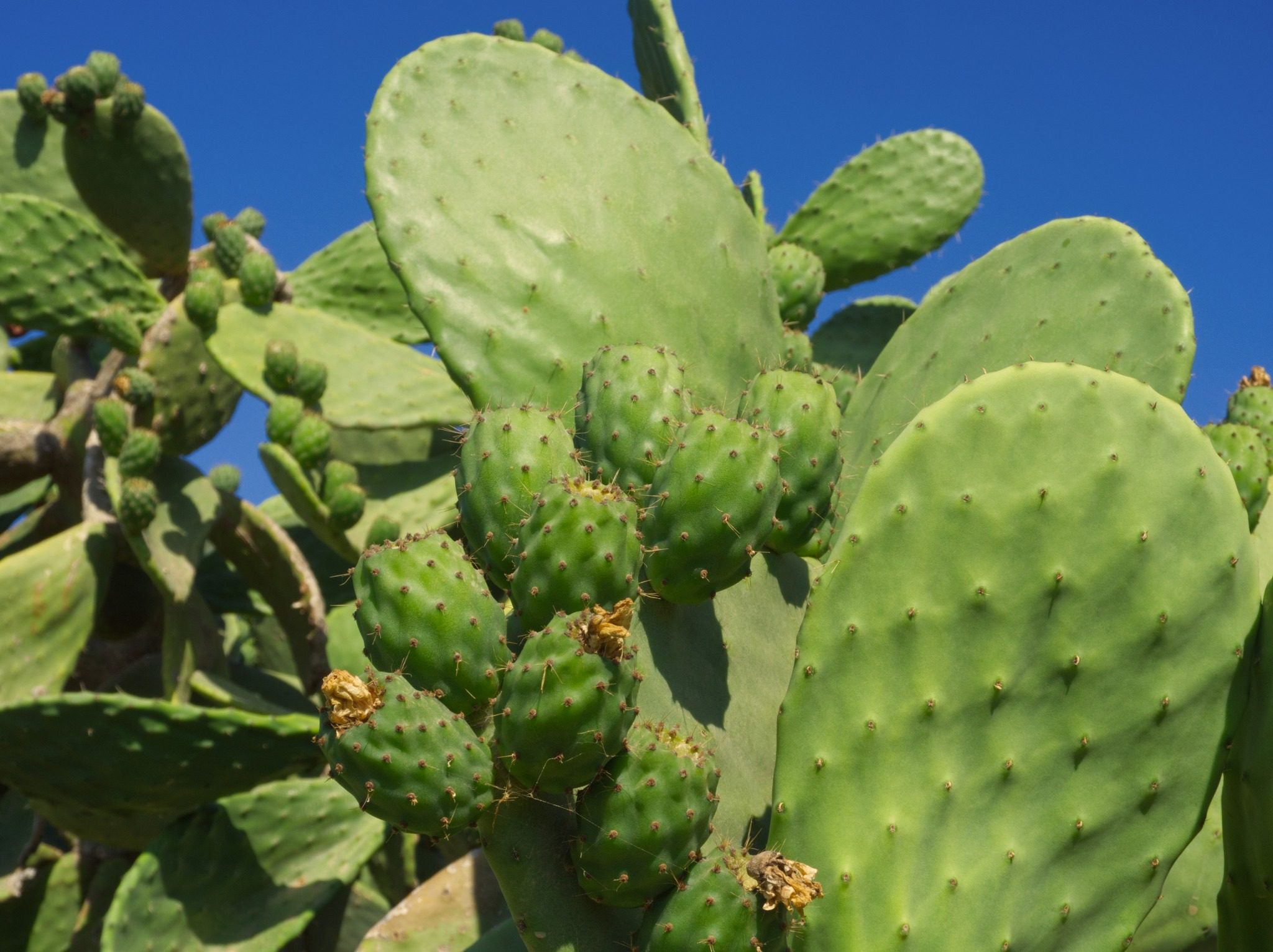 Live Food. Prickly Pear Pads