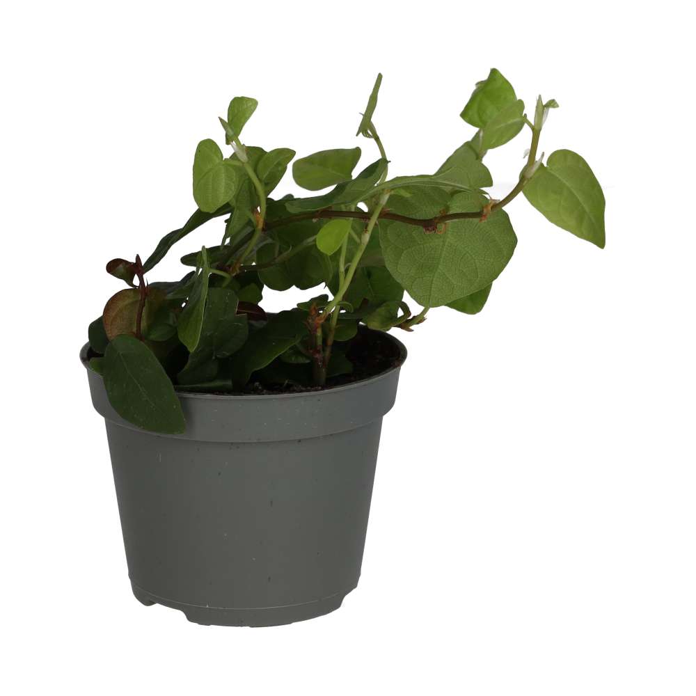 ProRep Live Plant: Creeping Fig (Small)