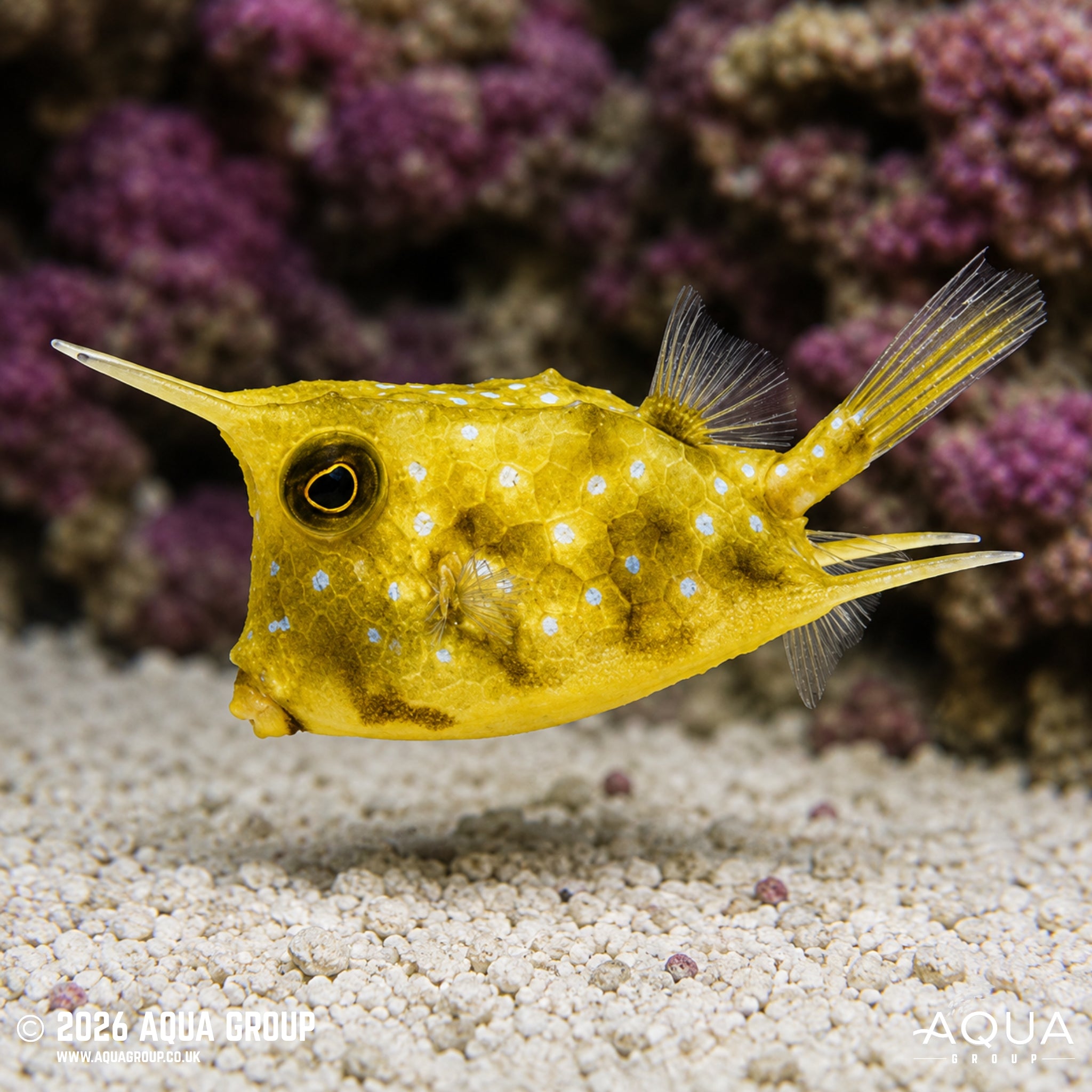 Long Horn Cowfish - Lactoria cornuta - Aqua Group