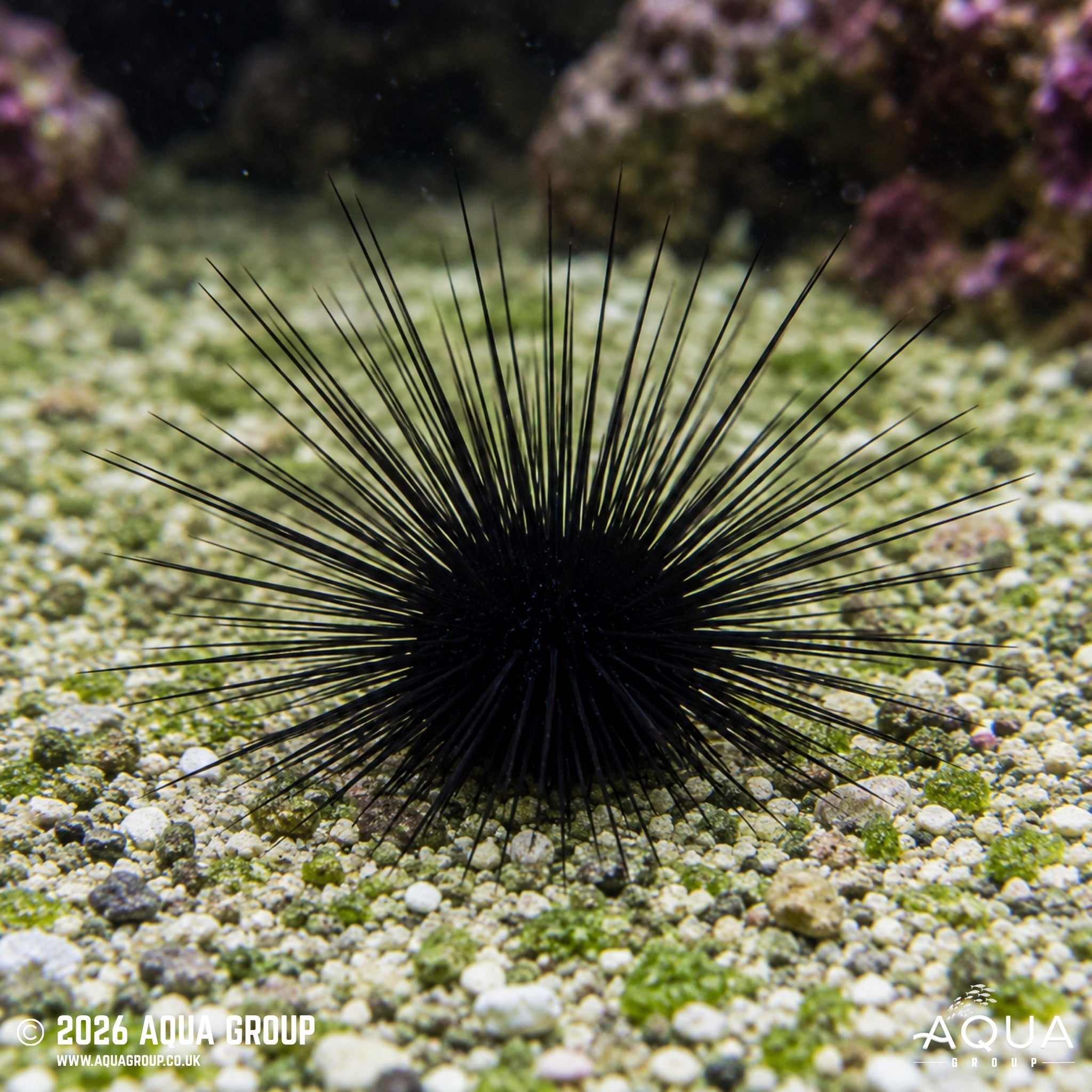 Long Spine Urchin - Diadema setosum - Aqua Group