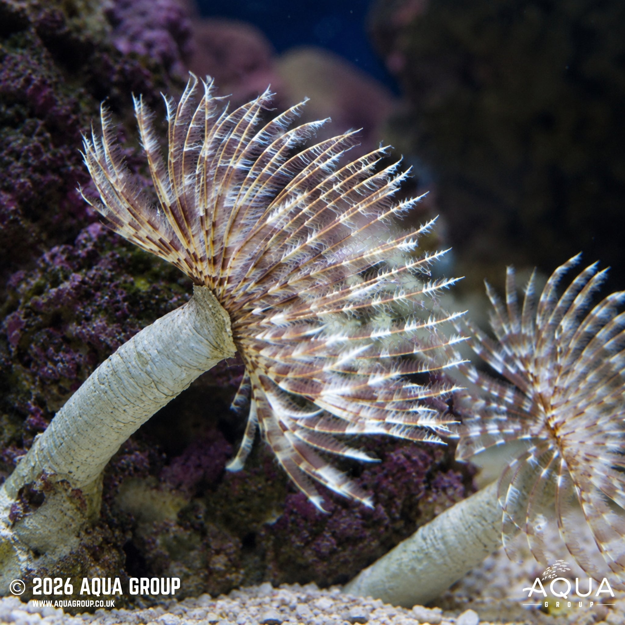 Feather Duster - Sabellastarte spp. - Aqua Group