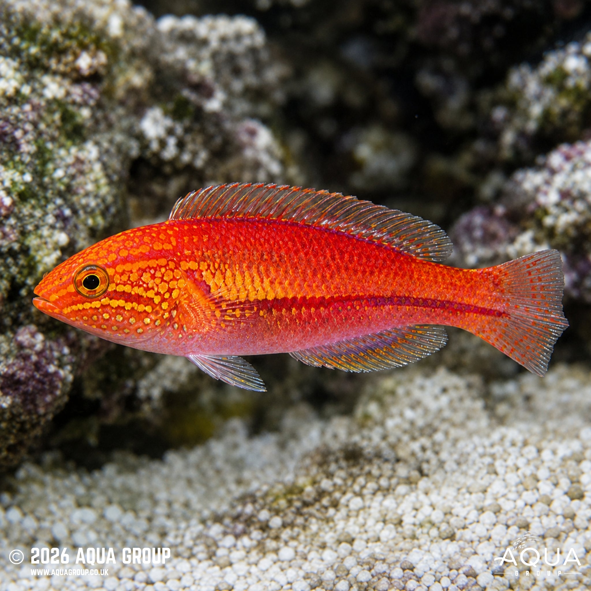 Long Tail Fairy Wrasse - Cirrhilabrus lanceolatus