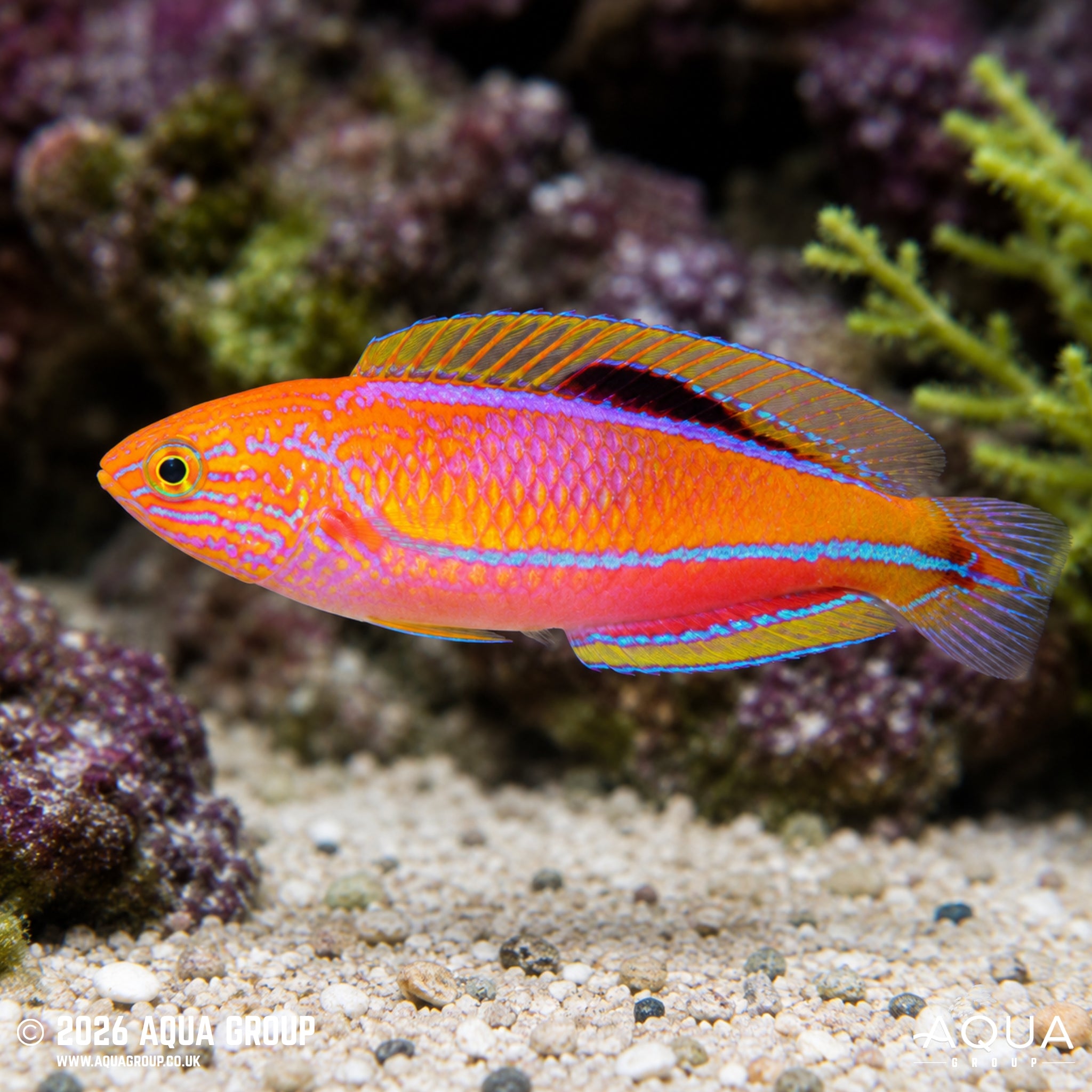 Long Tail Fairy Wrasse - Cirrhilabrus lanceolatus