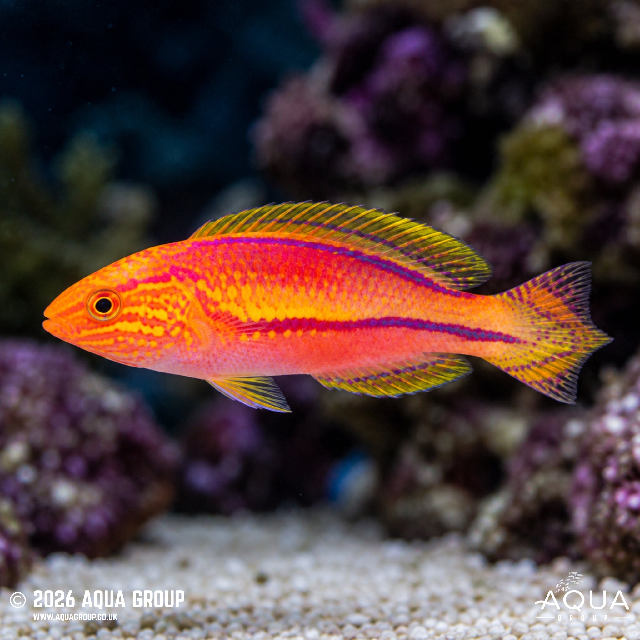 Long Tail Fairy Wrasse - Cirrhilabrus lanceolatus