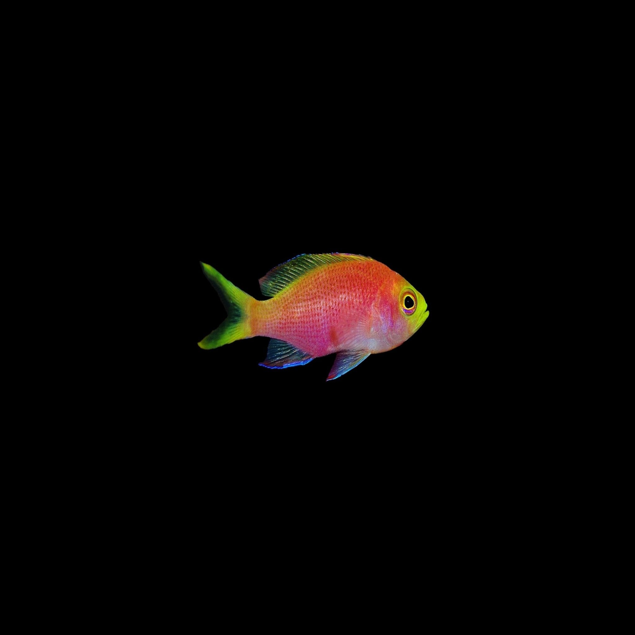 Longfin Anthias (tiera)