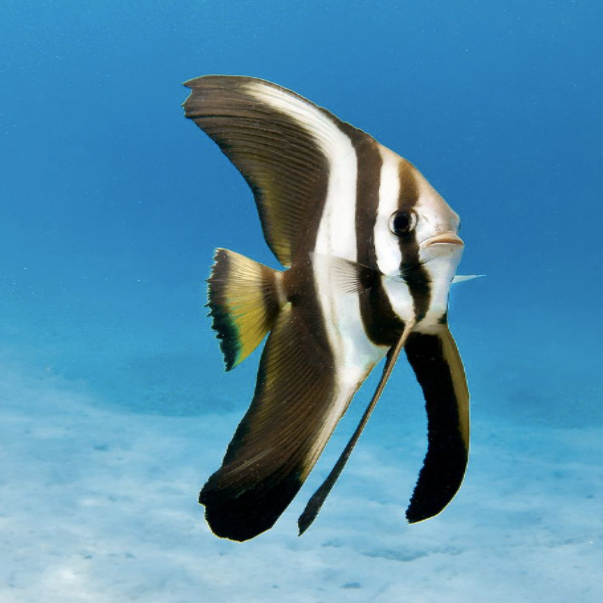 Bbat Fish Longfin Batfish | Aqua Group