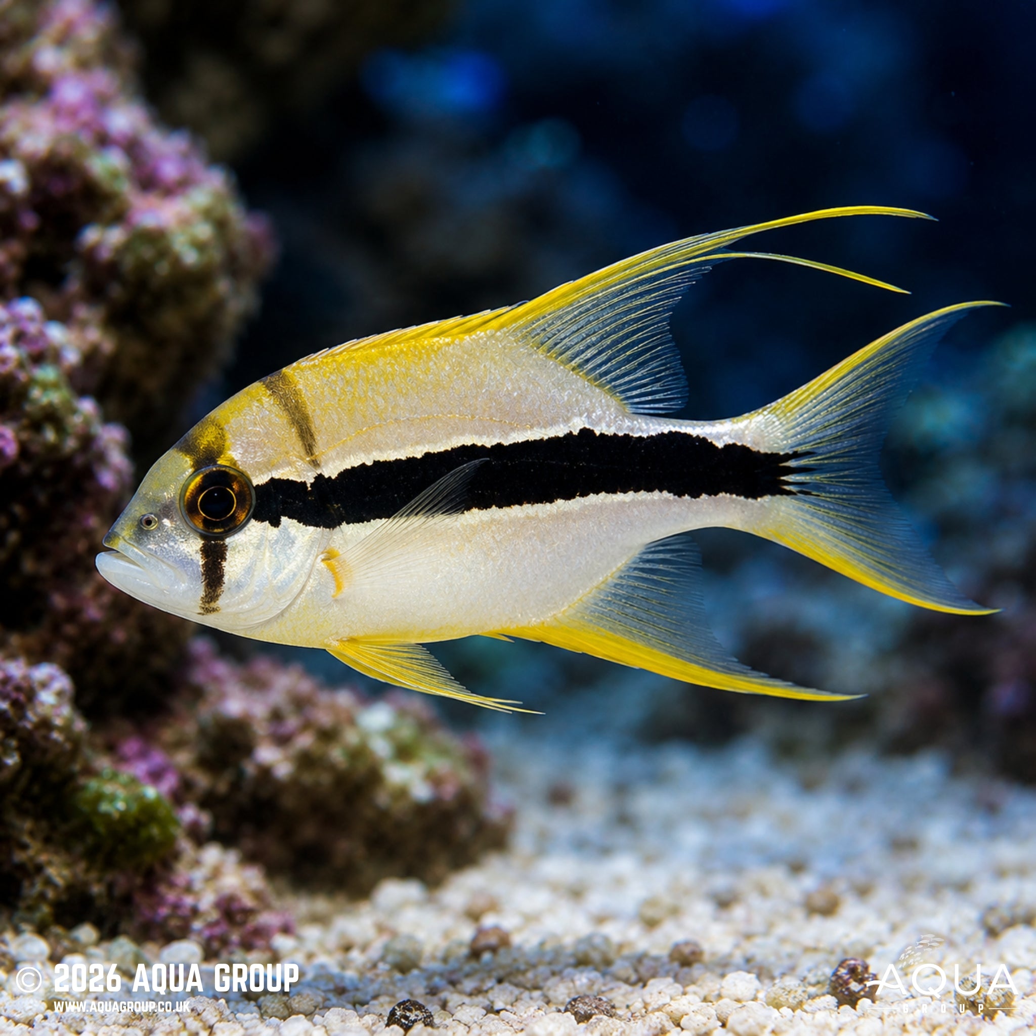 Longfin Snapper - Symphoricthys spilurus