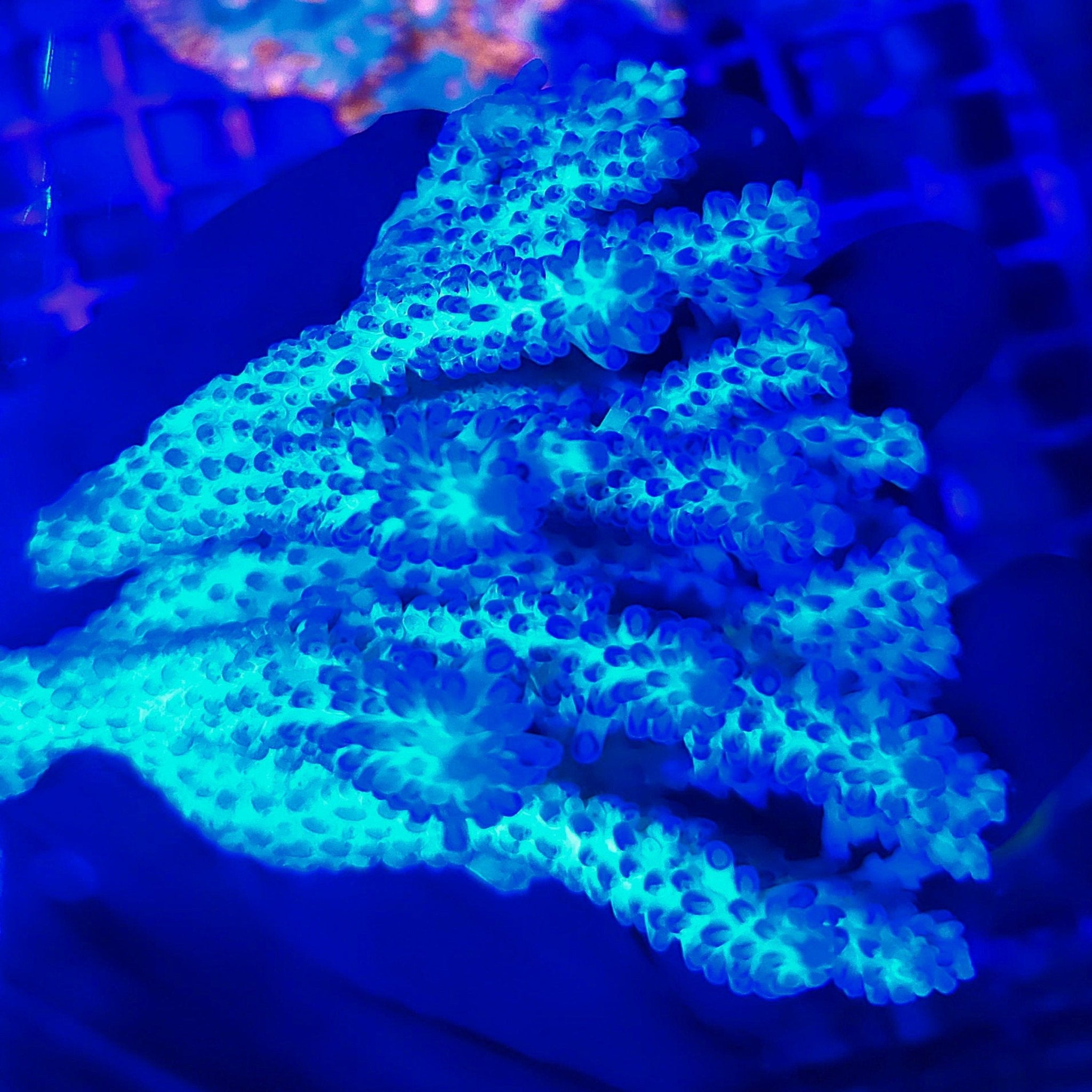 Loripes Acropora Colony