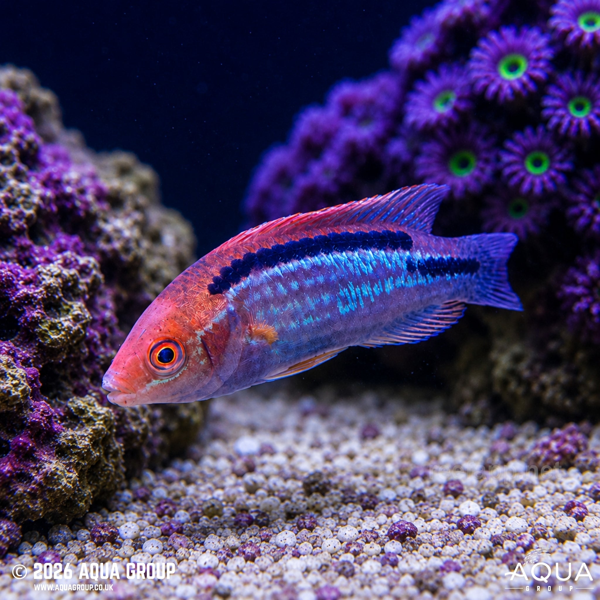 Lubbocks Fairy Wrasse - Cirrhilabrus lubbocki - Aqua Group