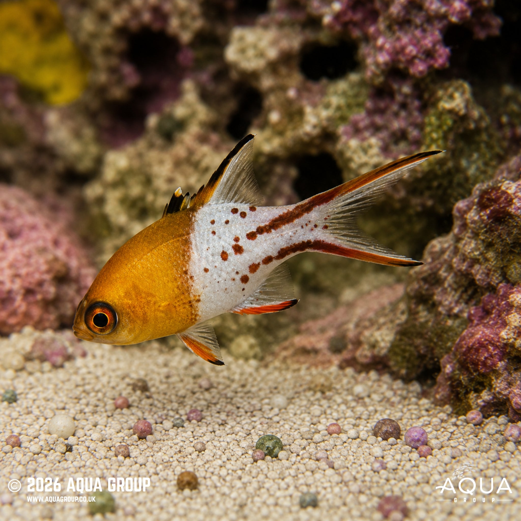 Lyretail Hogfish - Bodianus anthioides