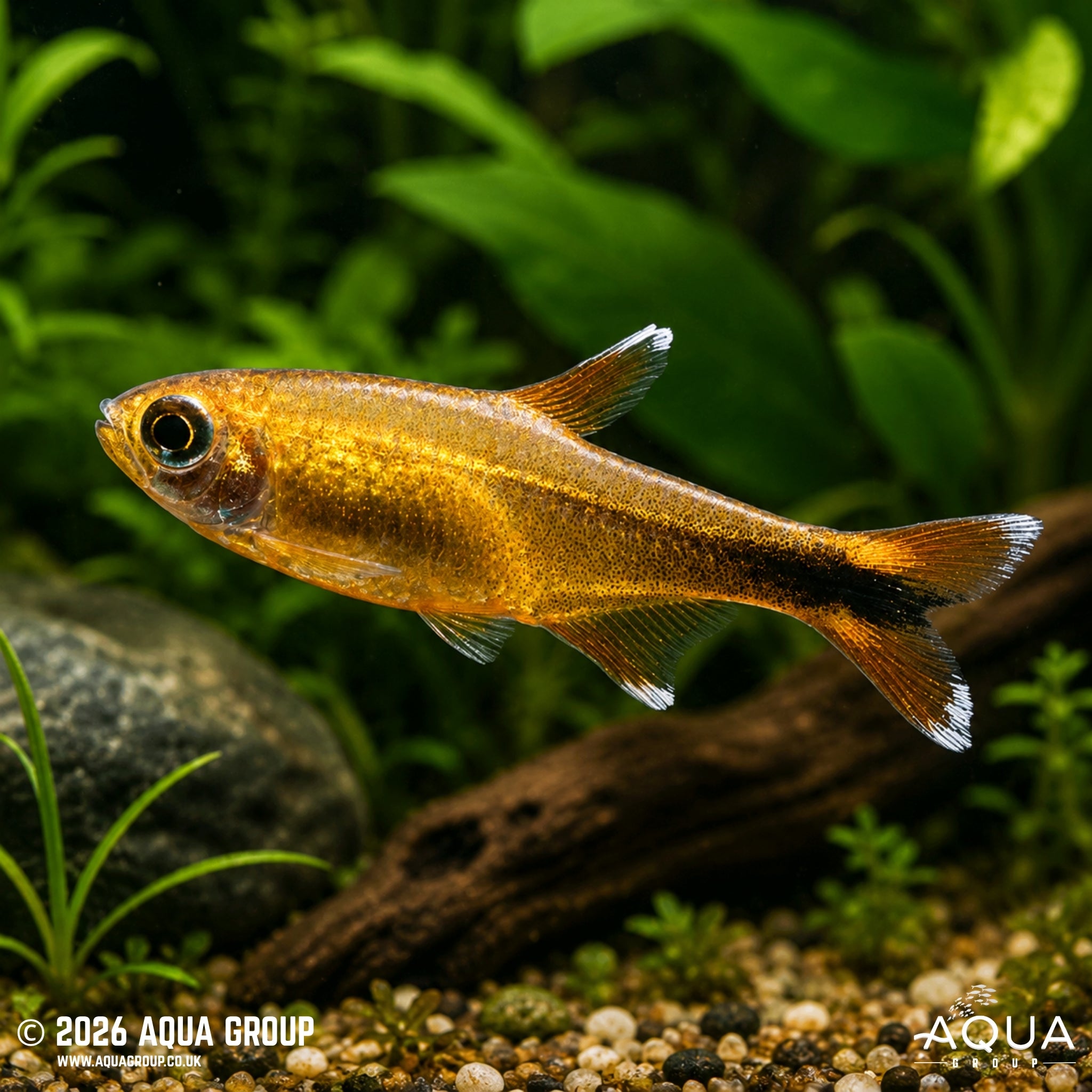 Silvertip Tetra - Hasemania Nana