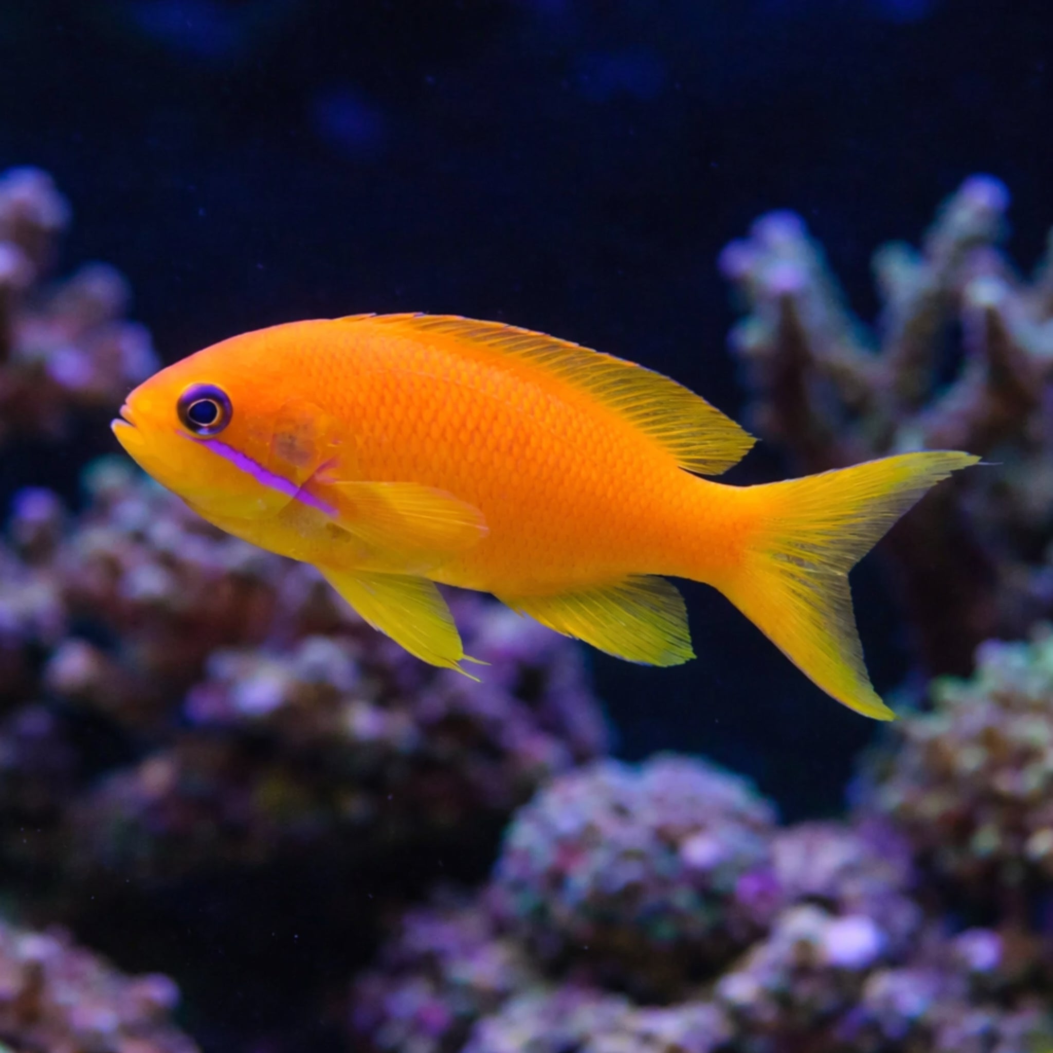 Lyretail Anthias - Pseudanthias squamipinnis