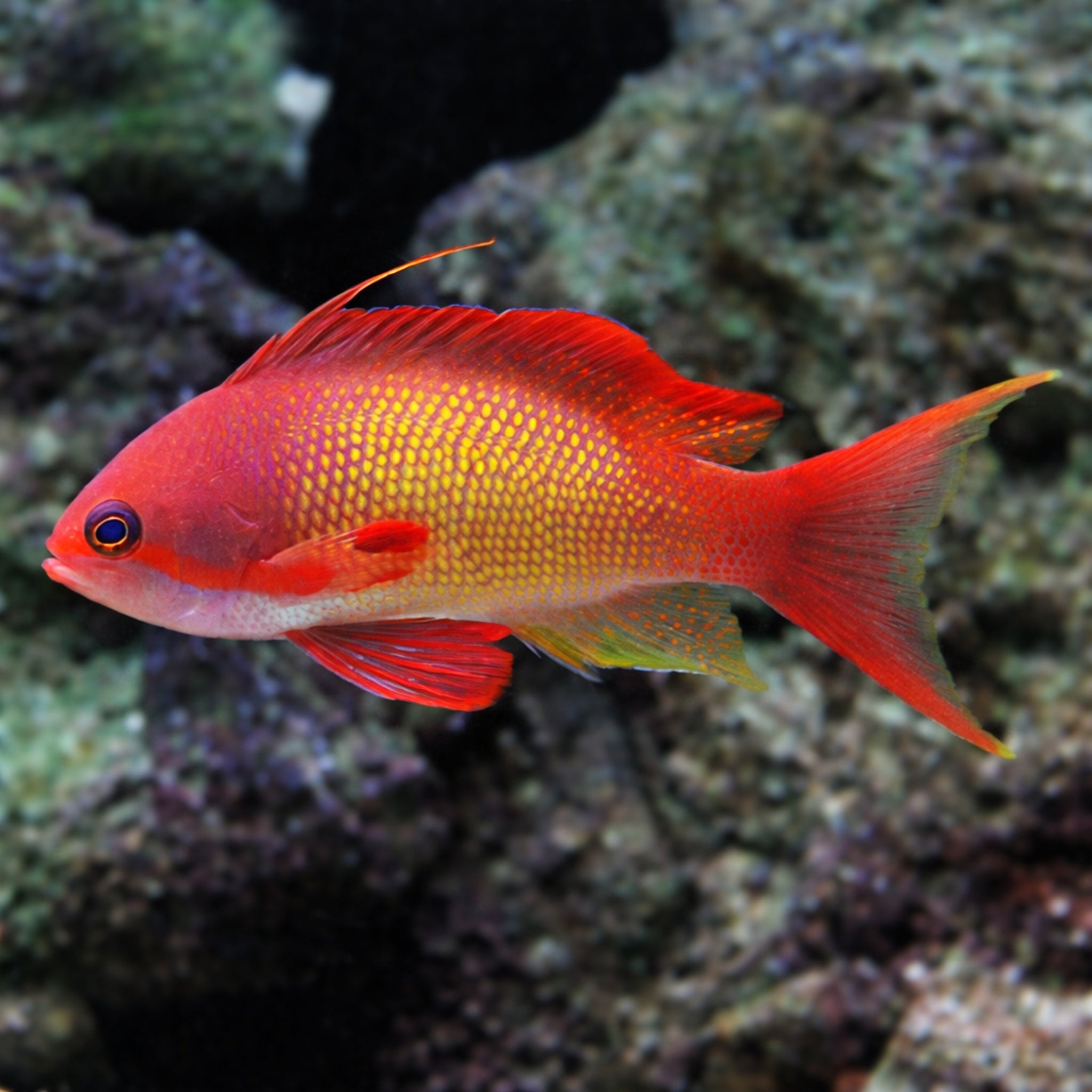 Lyretail Anthias - Pseudanthias squamipinnis