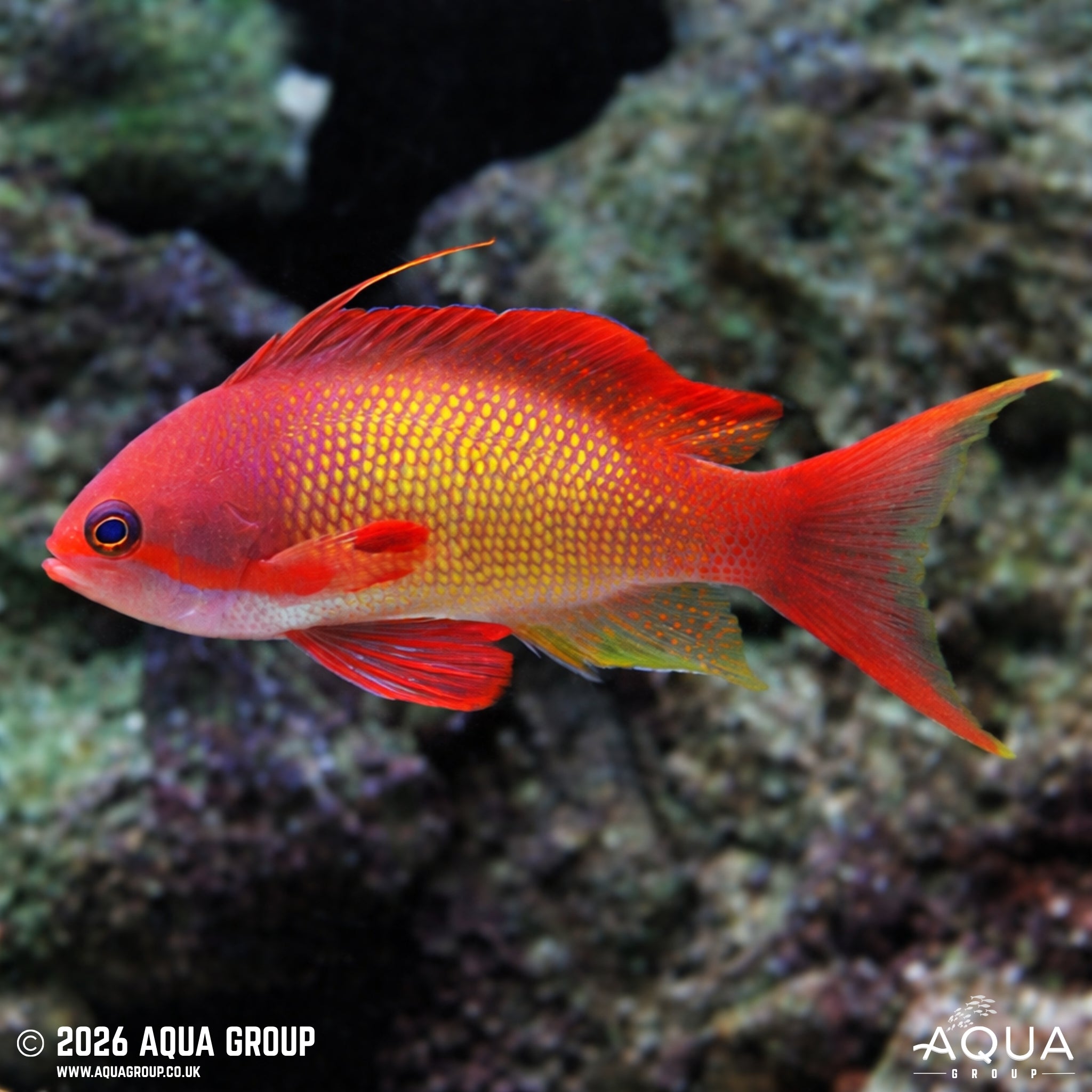 Lyretail Anthias - Pseudanthias squamipinnis - Aqua Group