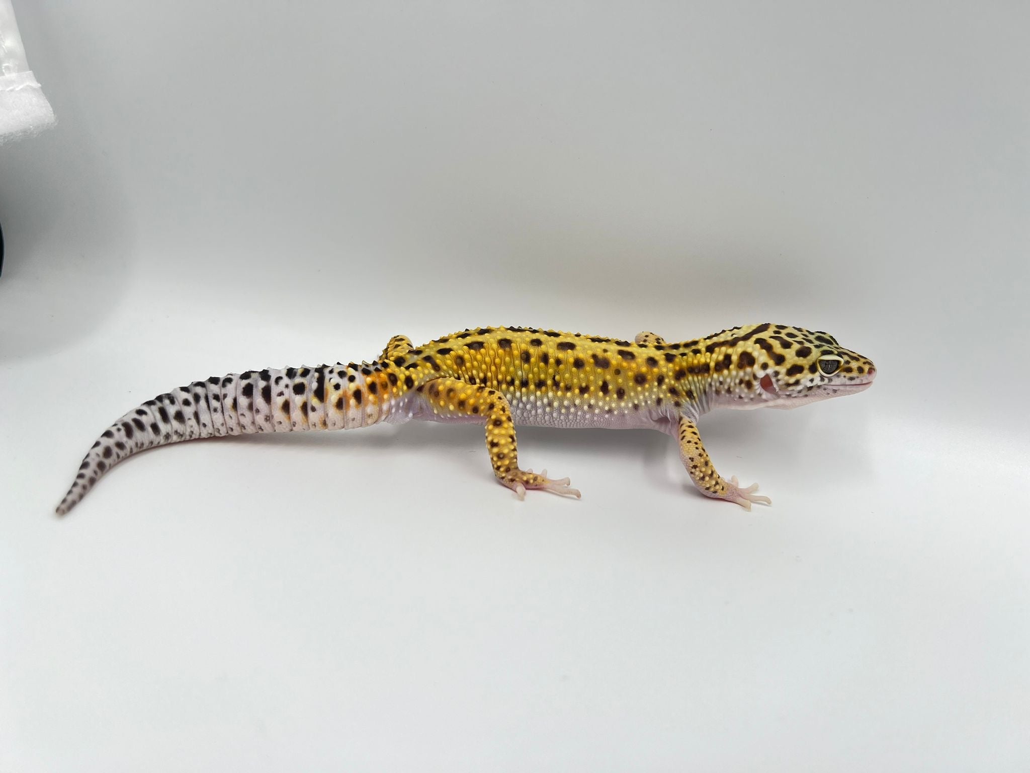 Mack Snow 66% Het Eclipse & Tremper Albino Male Leopard Gecko