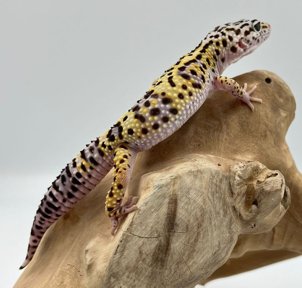 Mack Snow Het Tremper Albino Leopard Gecko