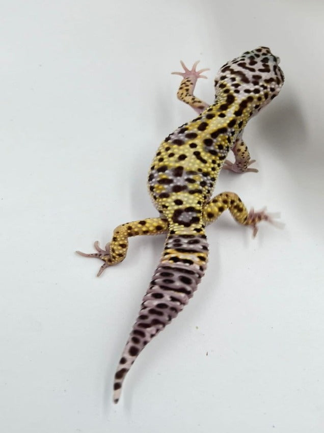 Mack Snow Het Tremper Albino Leopard Gecko