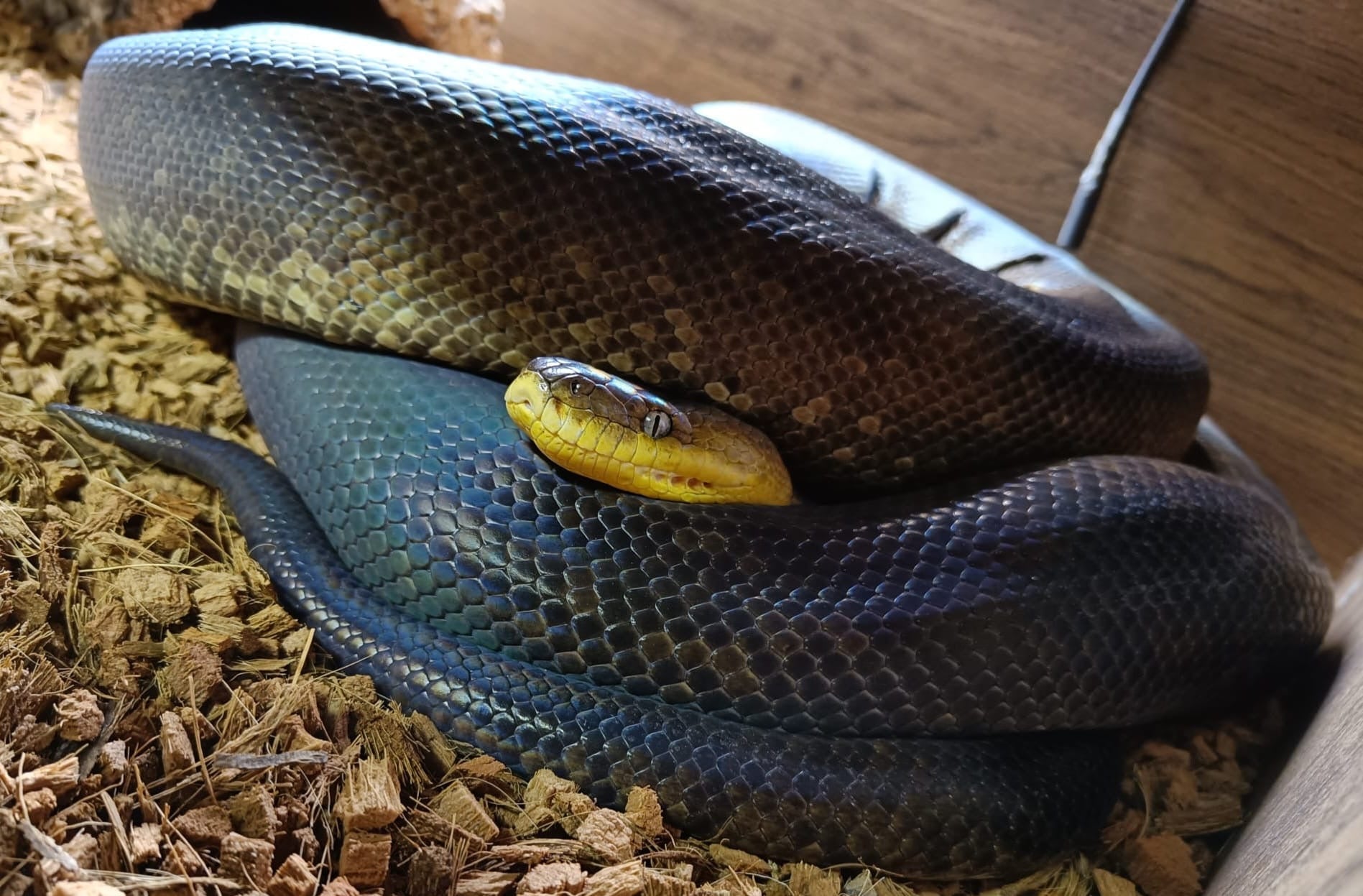 Macklots Python 2017 Adult Proven Male