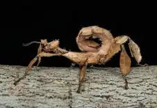 Macleay's Spectre- Giant Prickly Stick Insect