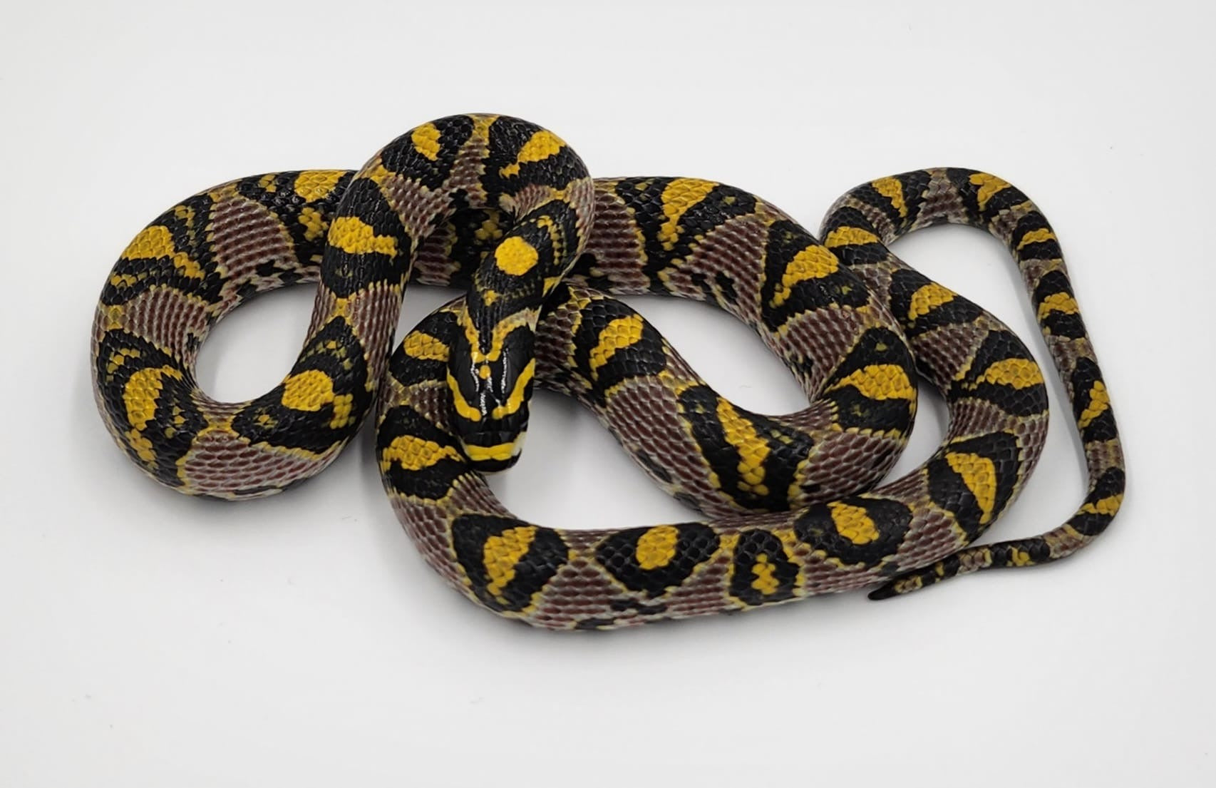 Mandarin Rat Snake 2022-Female