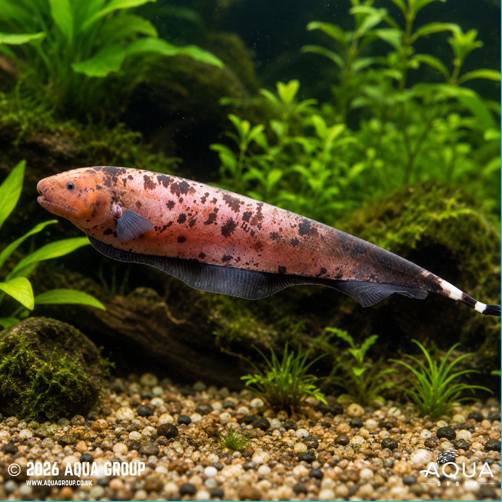 Marble Ghost Knife Fish - Apteronotus albifrons
