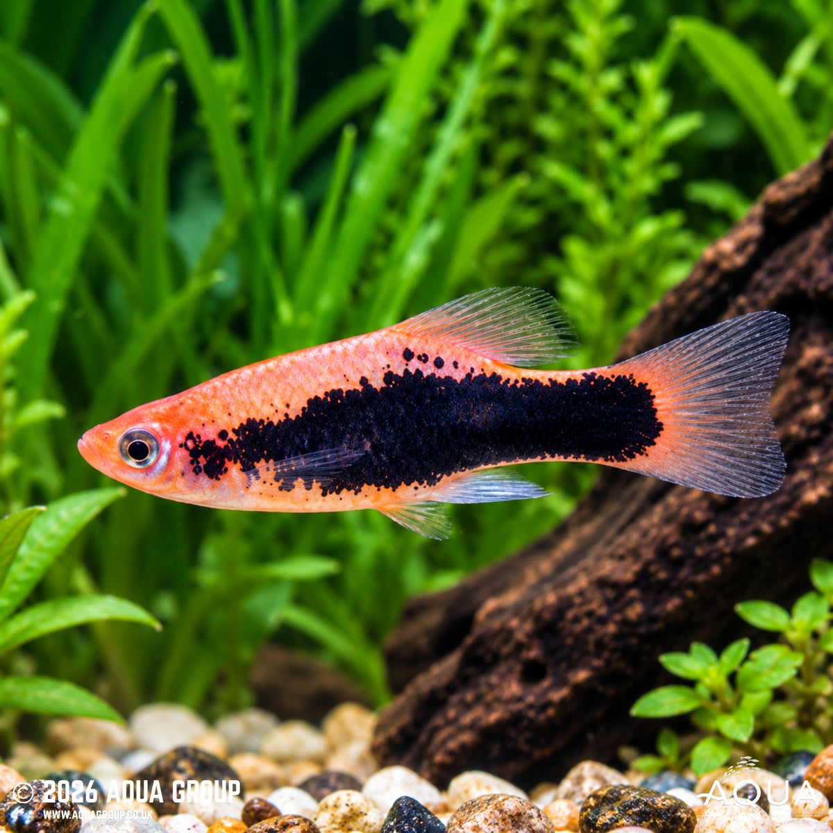Marble Hawaii Platy - Xiphophorus maculatus