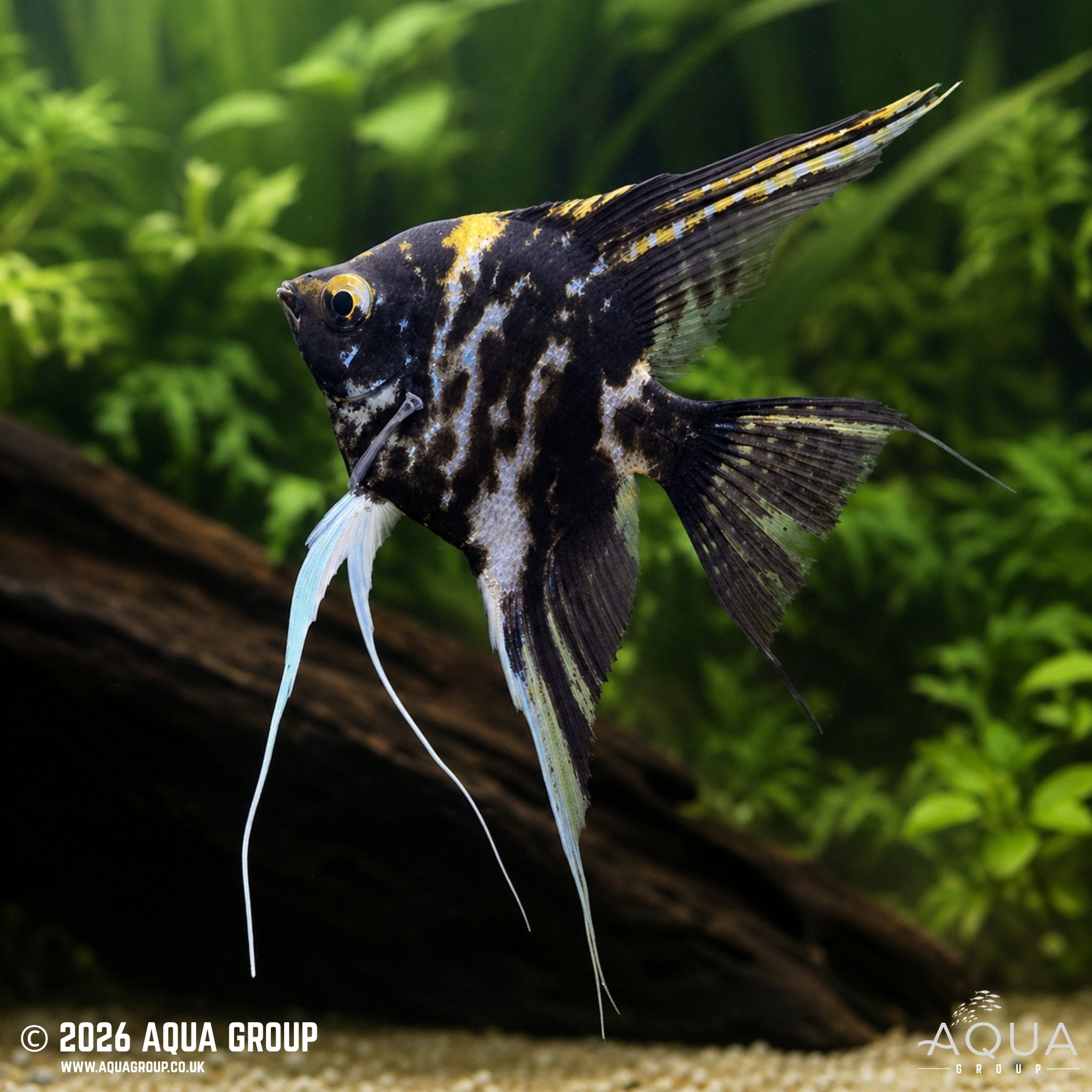 Marble Angelfish - Pterophyllum scalare