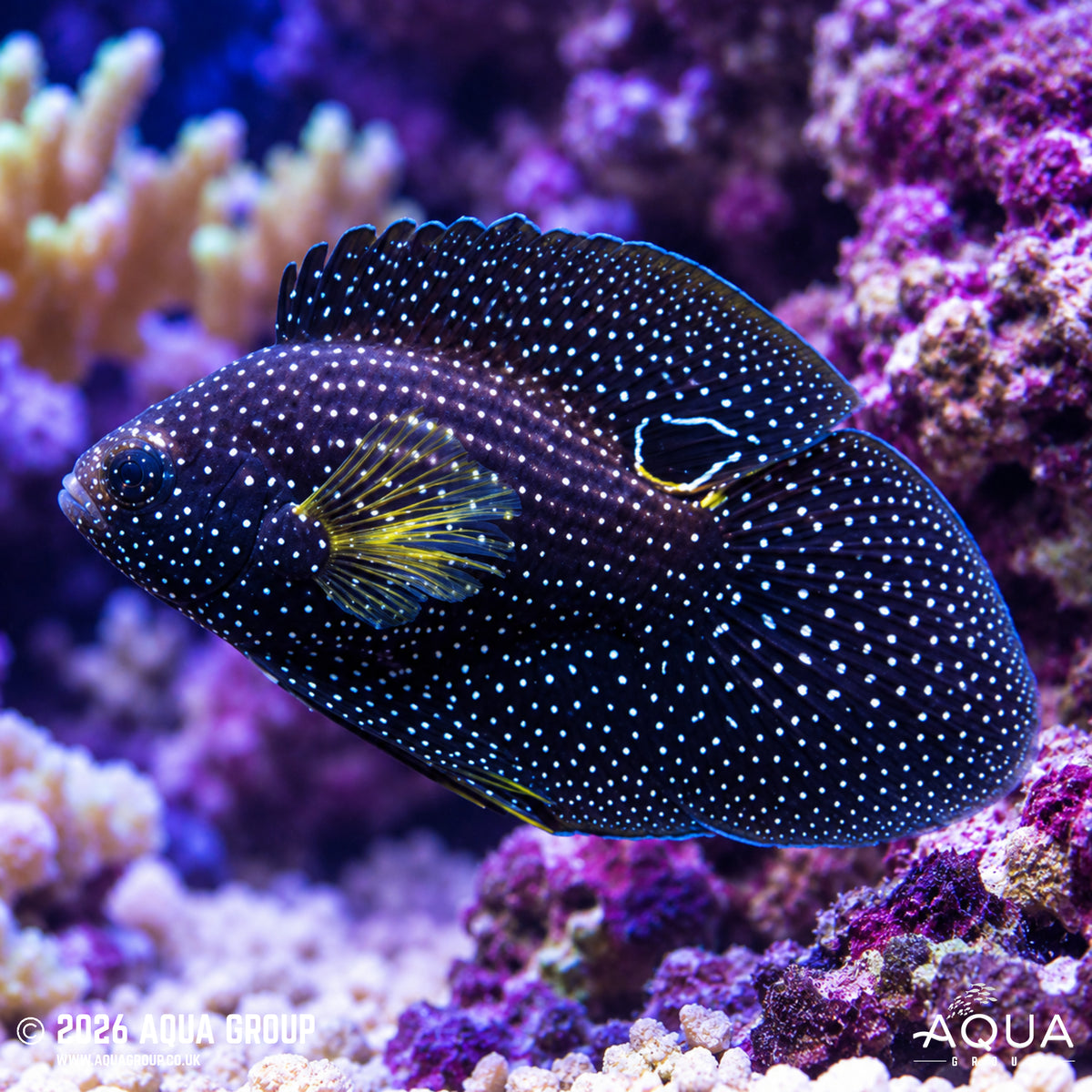 Marine Betta - Calloplesiops altivelis - Aqua Group