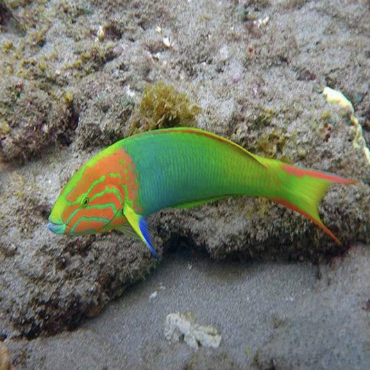 Marshall Island Wrasse