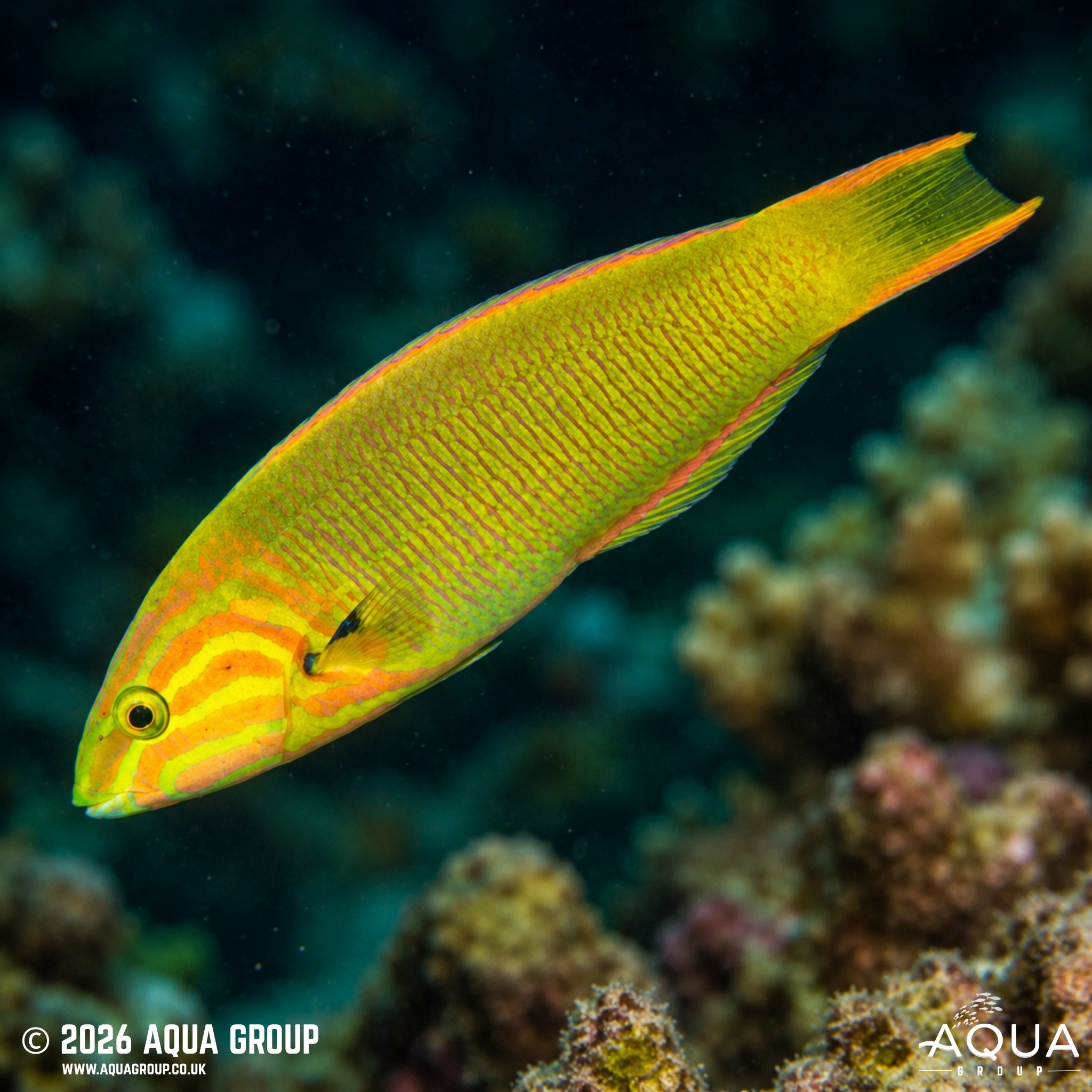 Marshall Islands Wrasse - Thalassoma lutescens