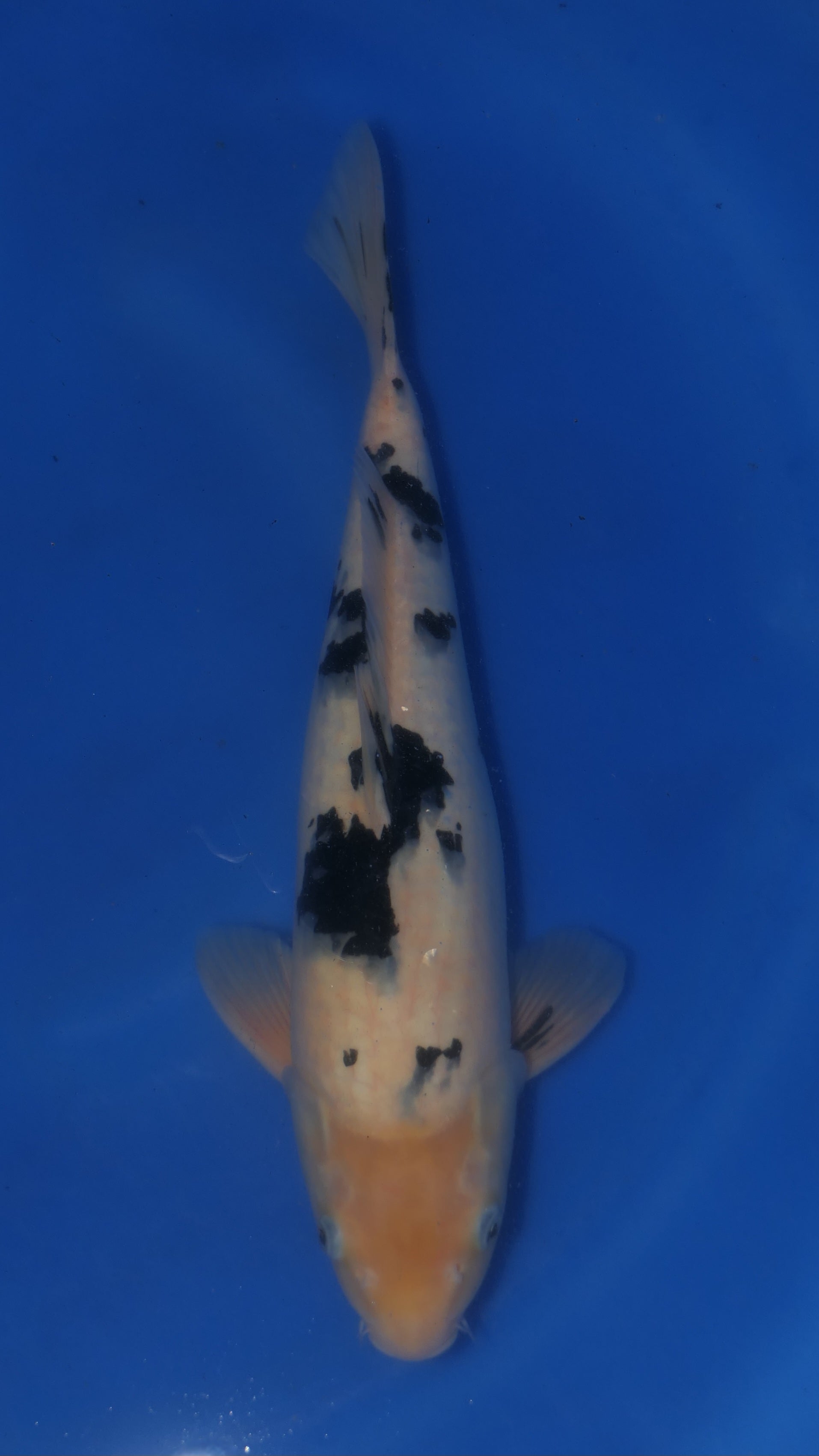 Bekko - Maruchiku - Nisai - #02