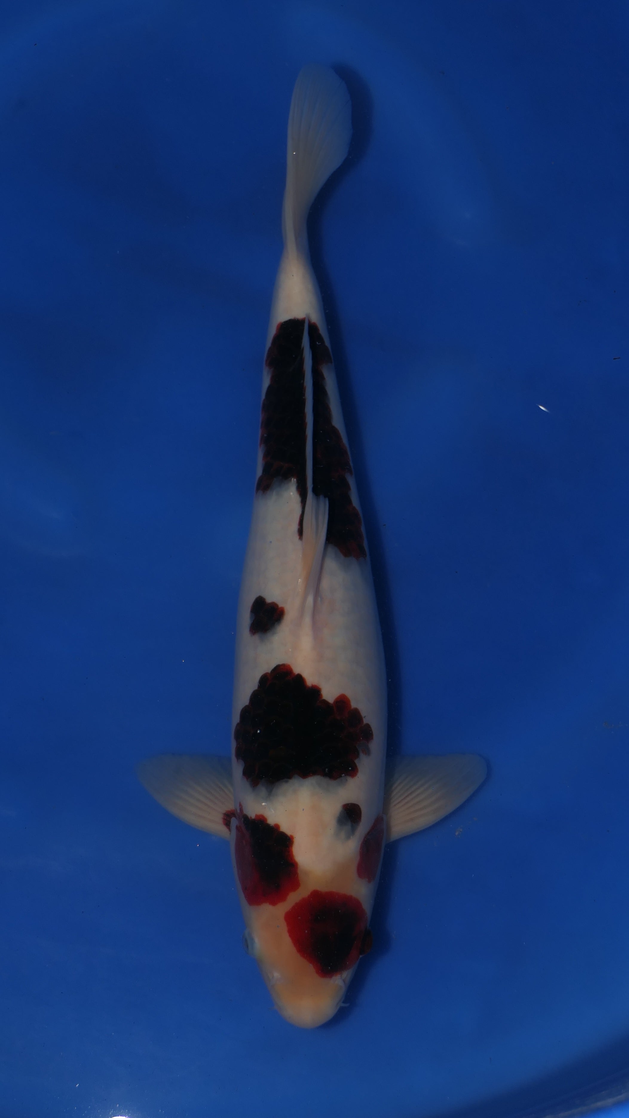 Budo Goromo - Maruchiku - Nisai - #01