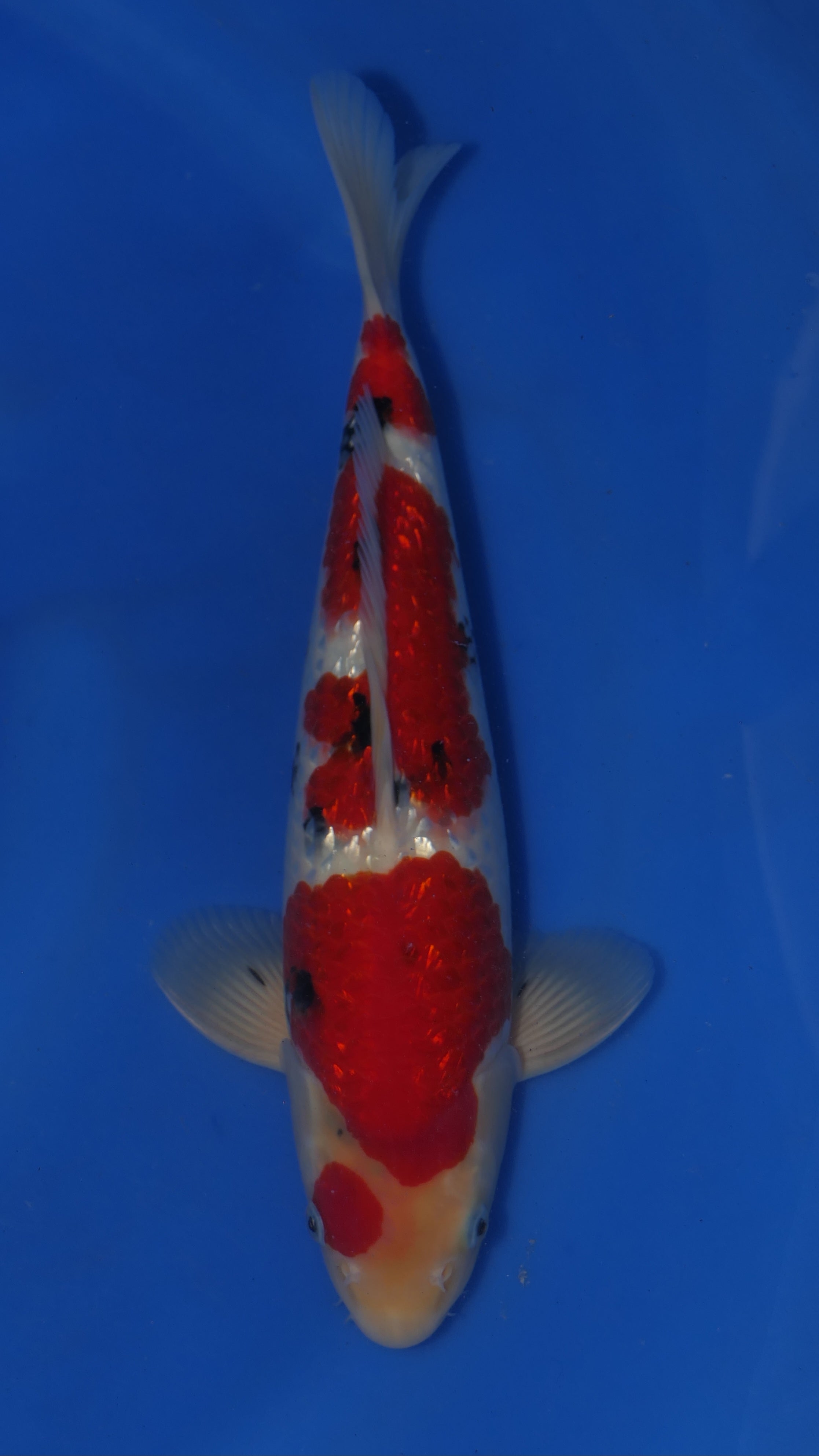 Gin Rin Sanke - Maruchiku - Nisai - #01