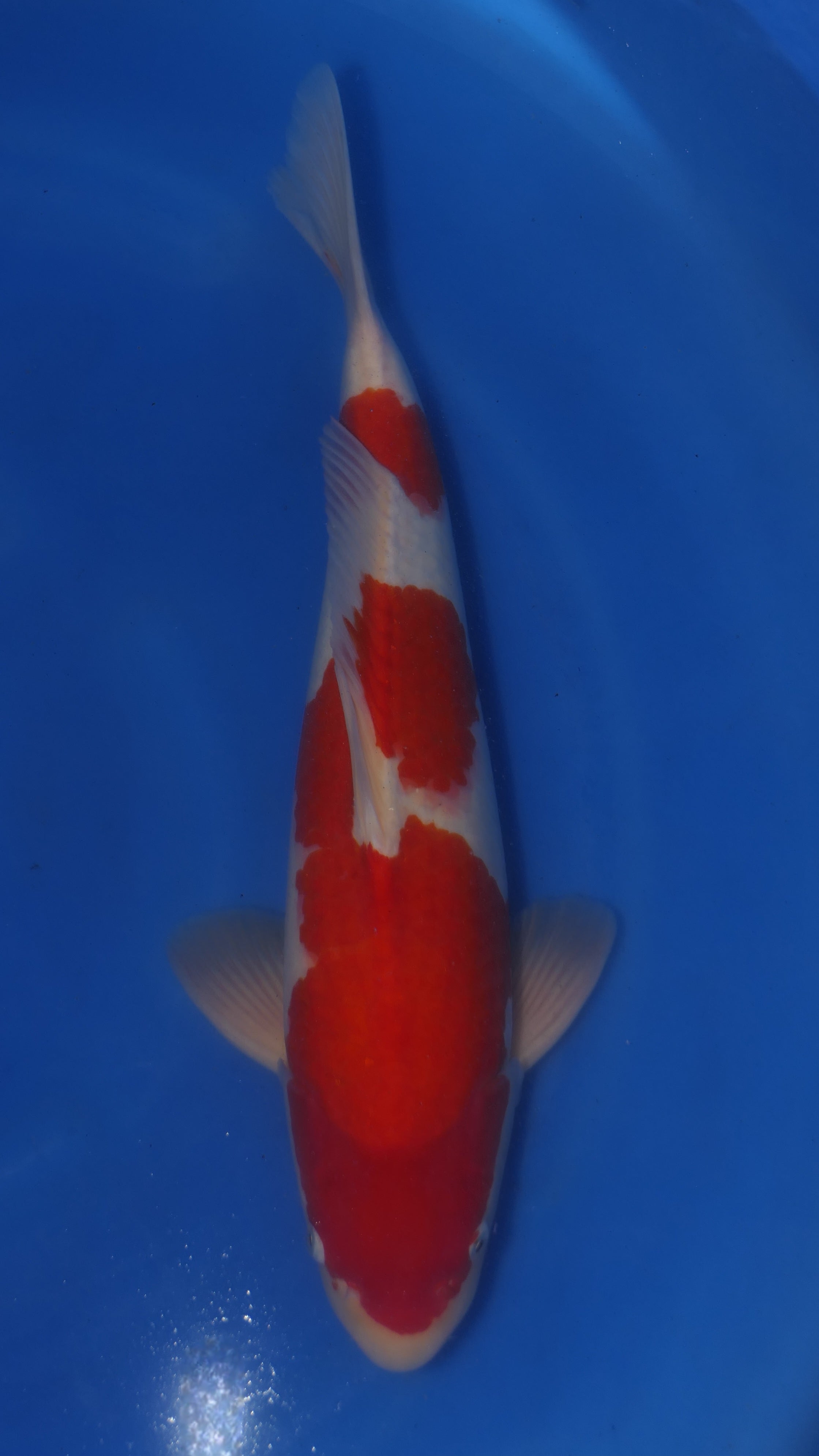 Kohaku - Maruchiku - Nisai - #03