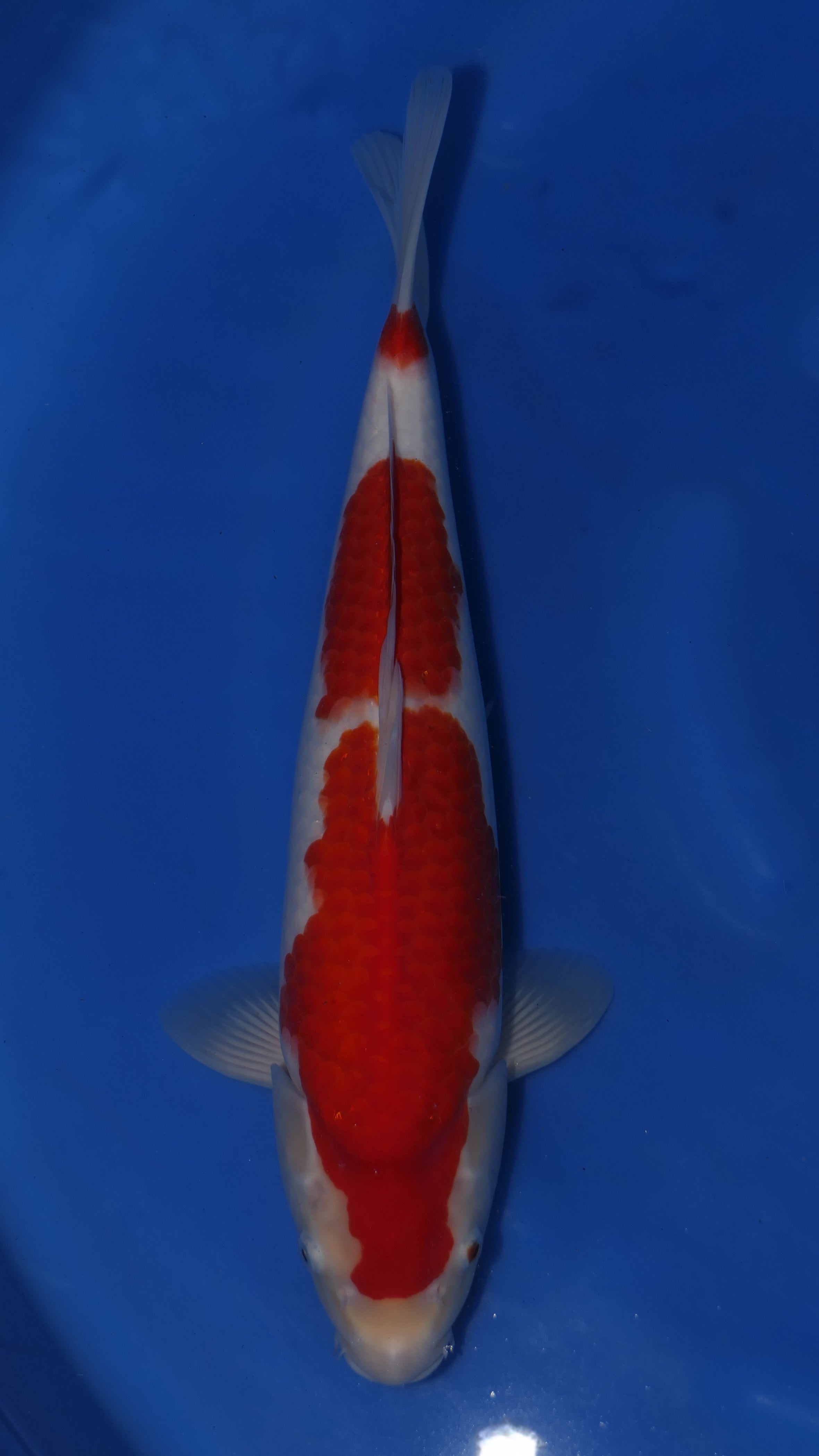 Kohaku - Maruchiku - Nisai - #06