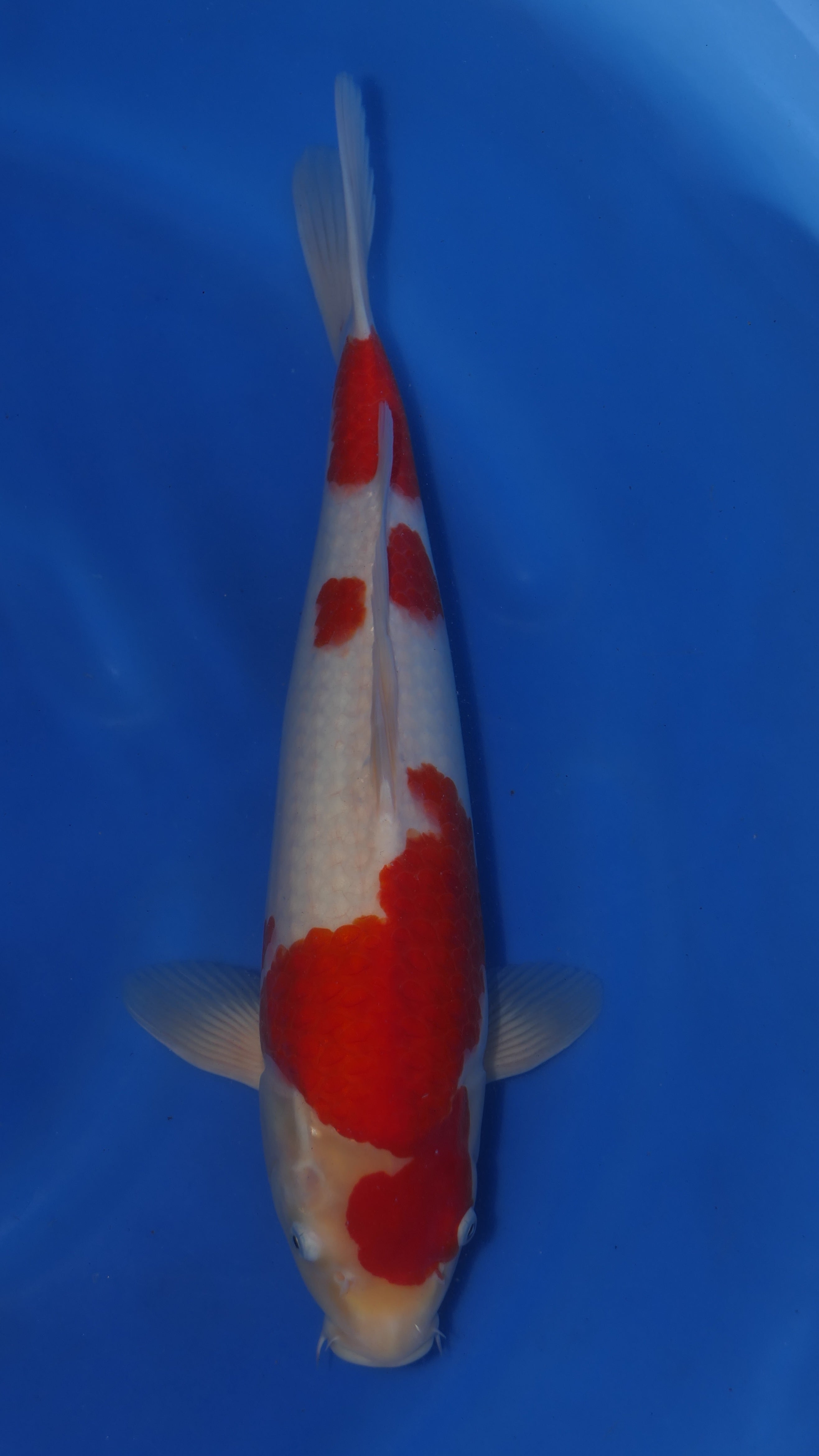 Kohaku - Maruchiku - Nisai - #08