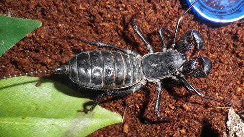 Mastigoproctus Giganteus (Giant Vinegaroon) Sub-Adult/Adult