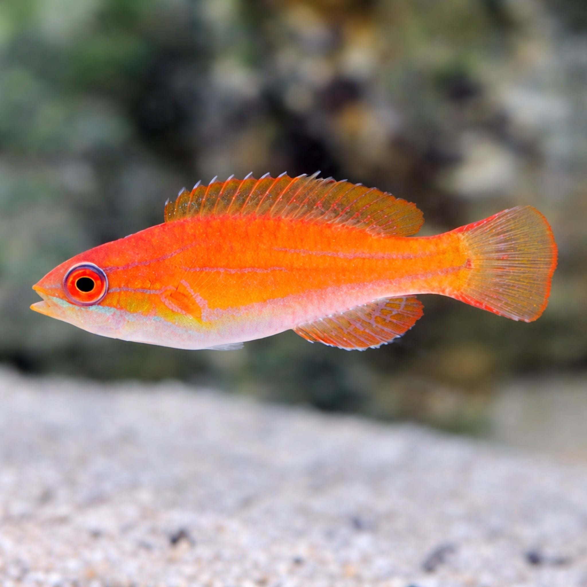 McCosker's Flasher Wrasse - Paracheilinus mccoskeri - Aqua Group