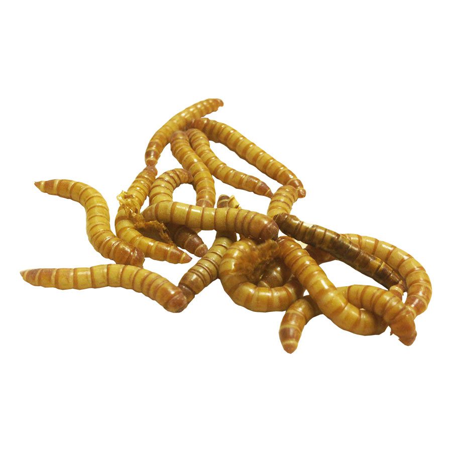 Mealworm Pre-Pack