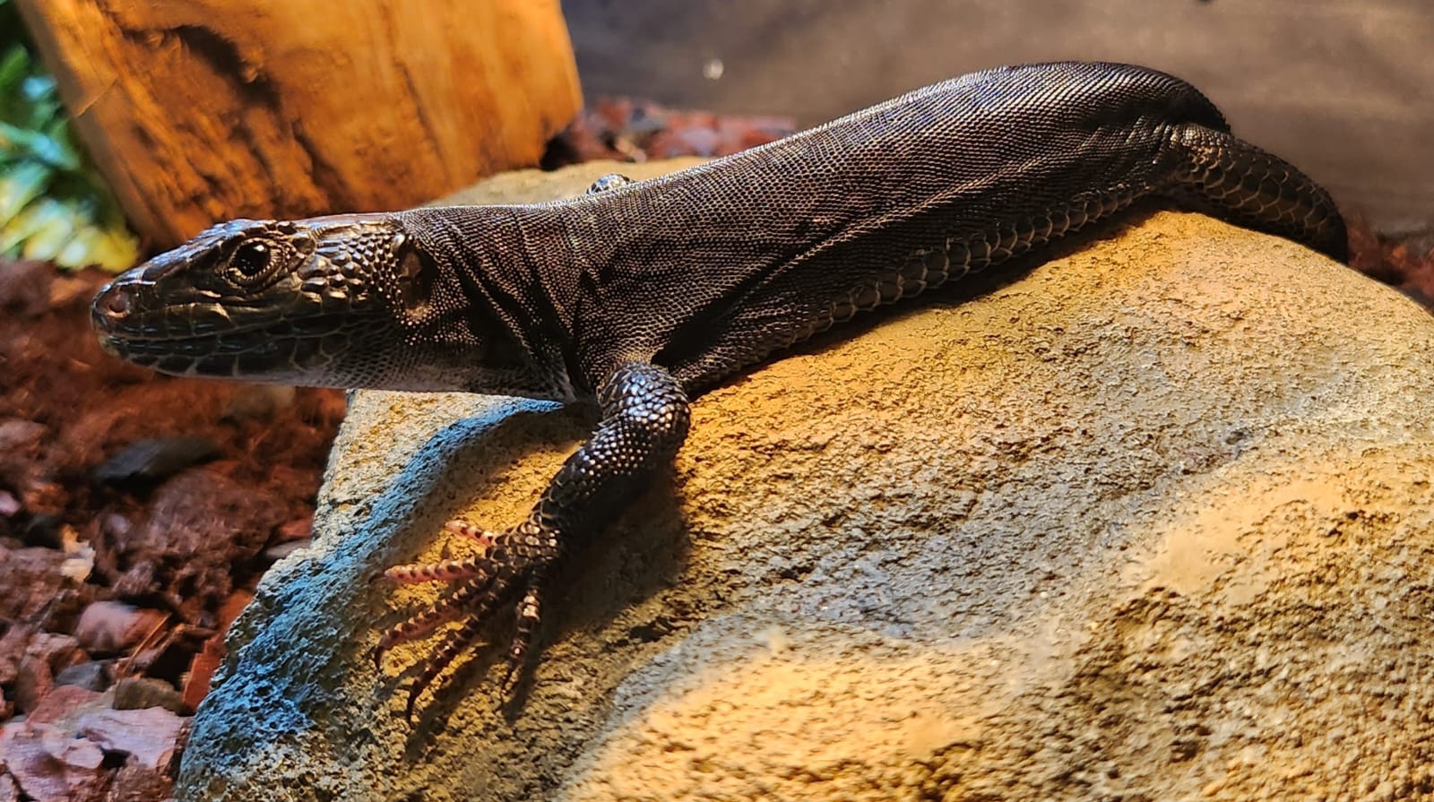 Melanistic European Eyed Lizard-Sept 2023