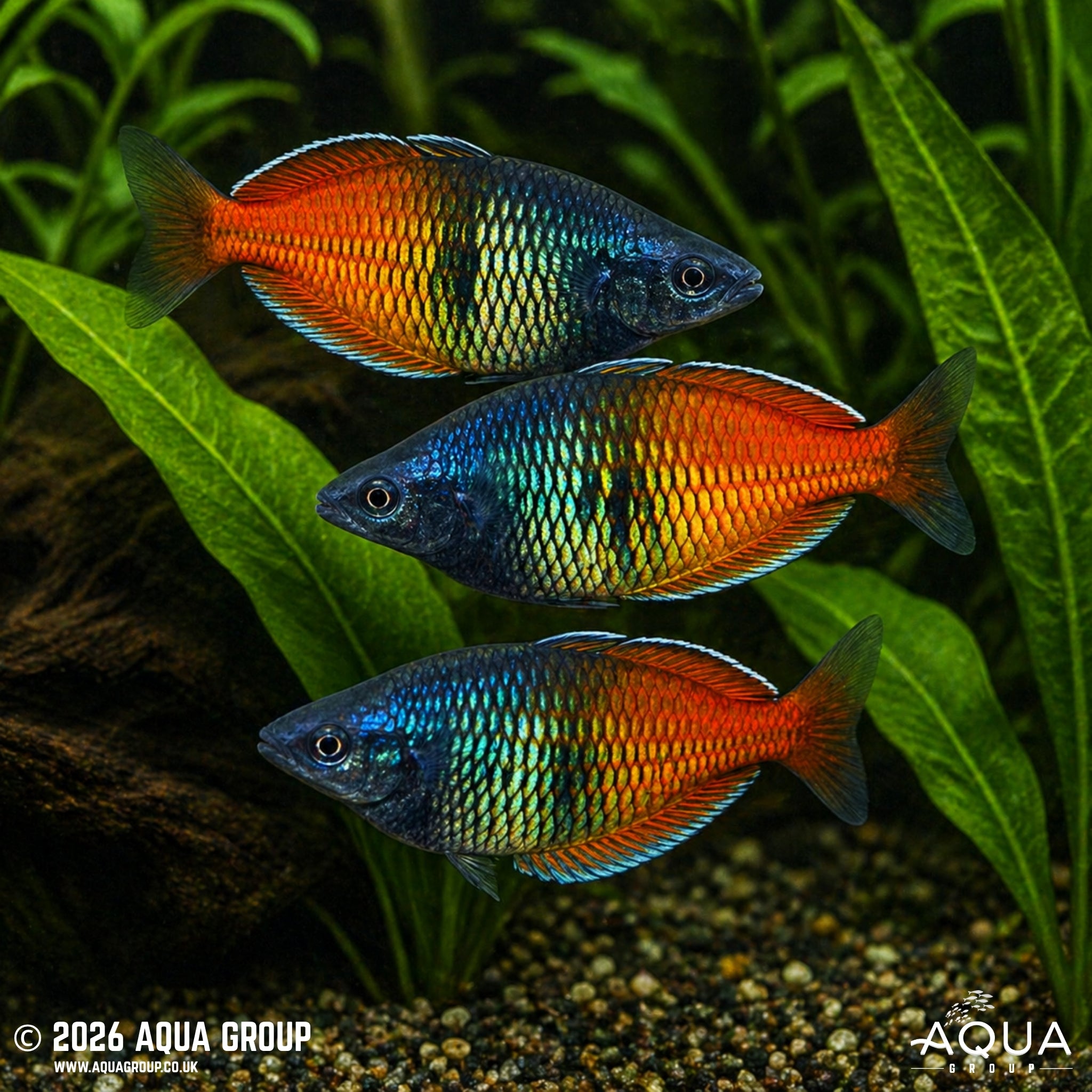 Red Boesemani Rainbowfish - Melanotaenia boesemani "Lake Aitinjo"