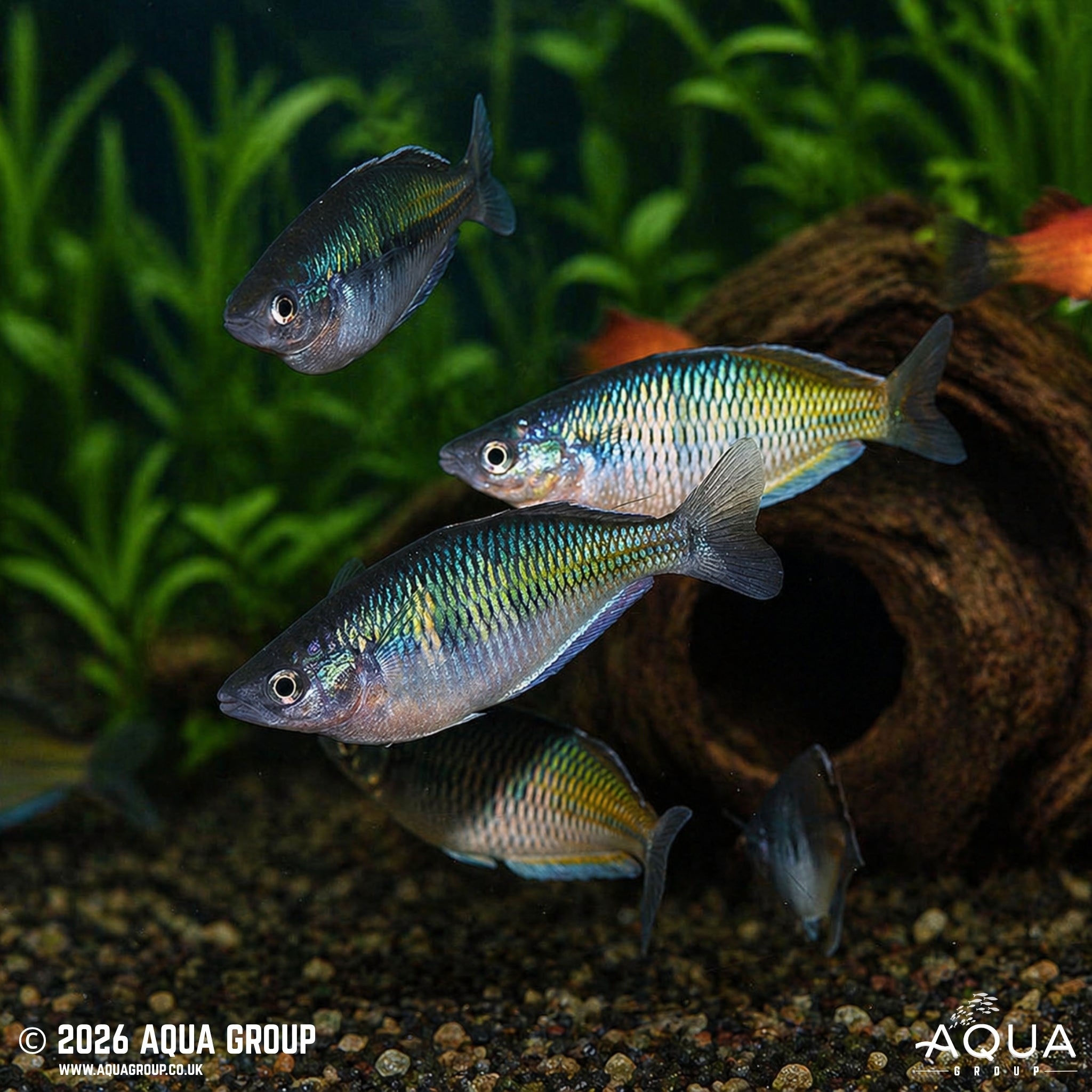 Red Boesemani Rainbowfish - Melanotaenia boesemani "Lake Aitinjo"