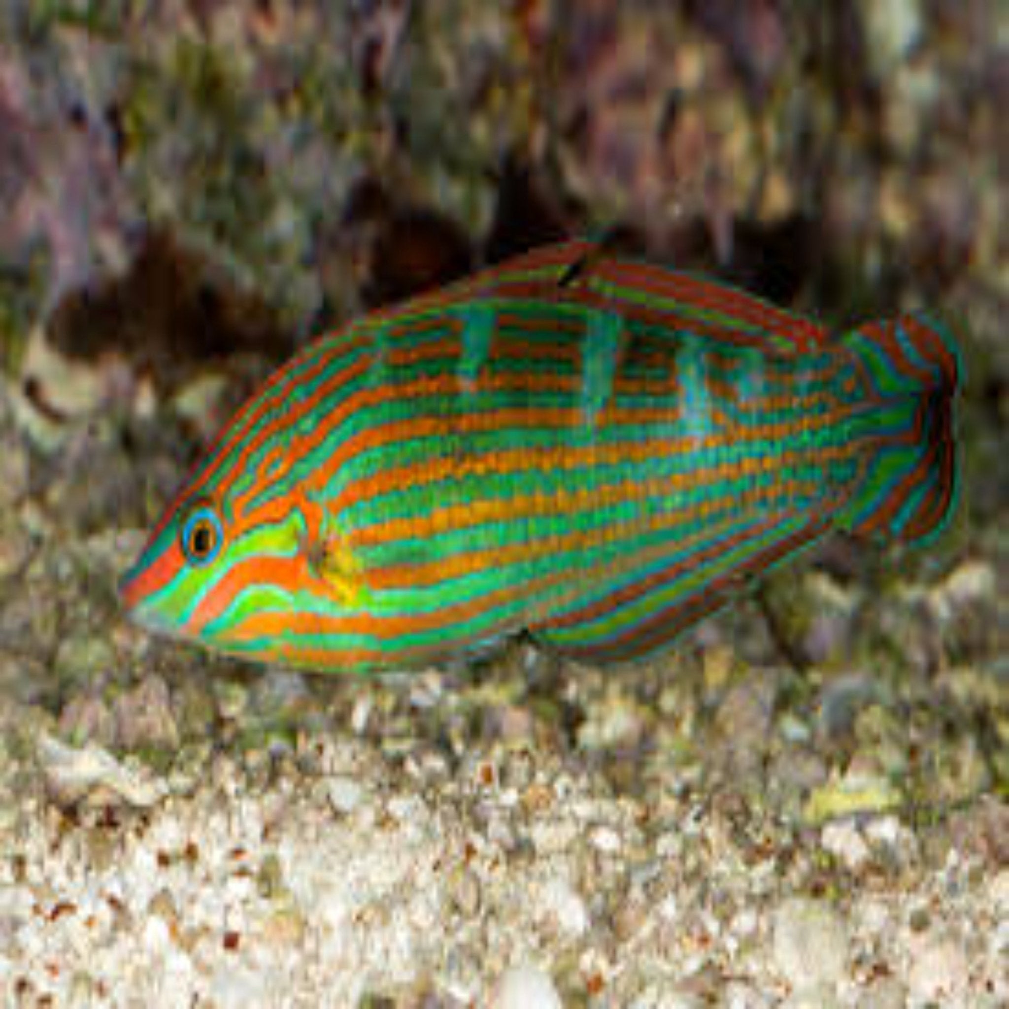 Melanurus Wrasse (Australian)