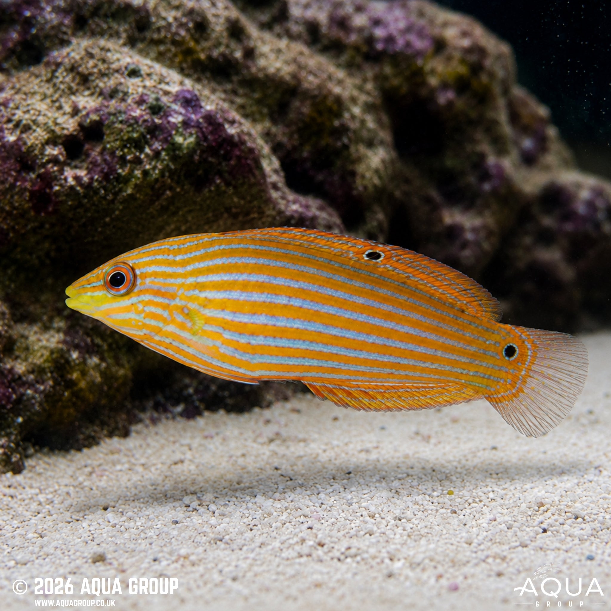 Melanurus Wrasse - [Halichoeres melanurus] - Aqua Group