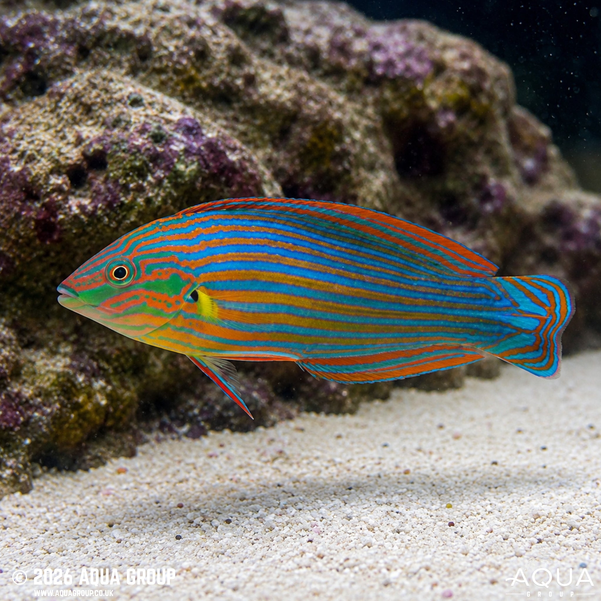 Melanurus Wrasse - [Halichoeres melanurus] - Aqua Group