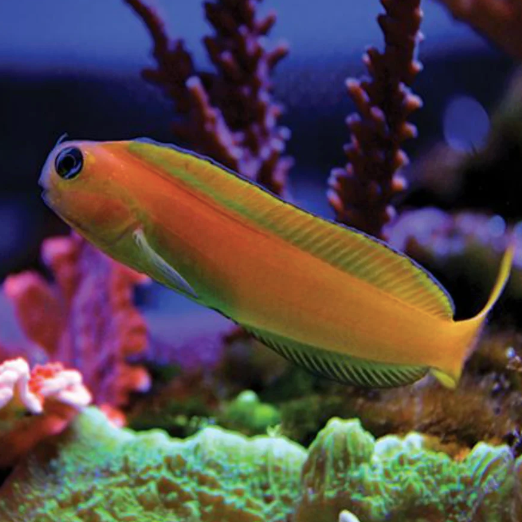 Midas Blenny - Aqua Group