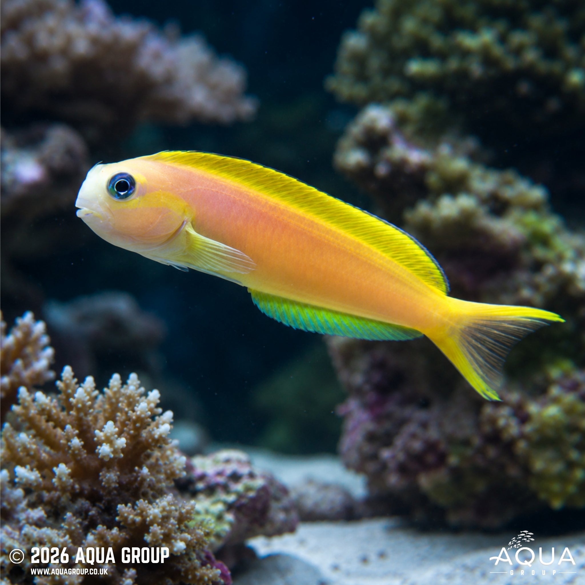 Midas Blenny - Escenius midas - Aqua Group