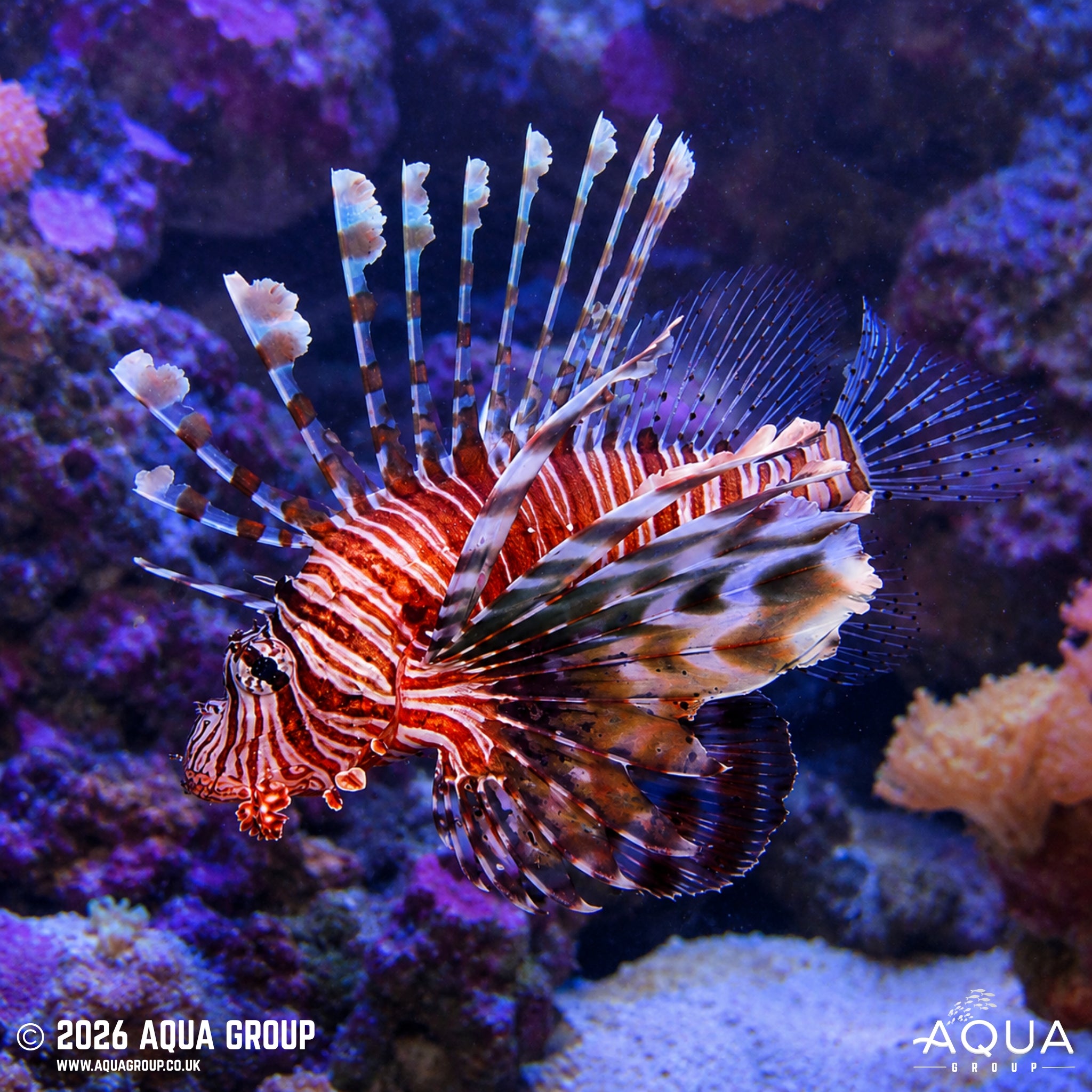 Miles Lionfish - Pterois miles