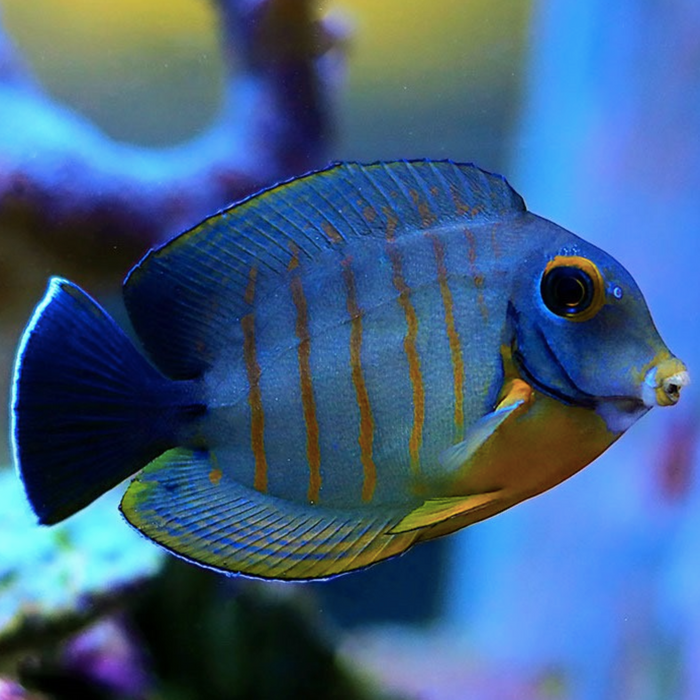 Red Tang File Red Stripe Mimic Tang - Acanthurus tristis