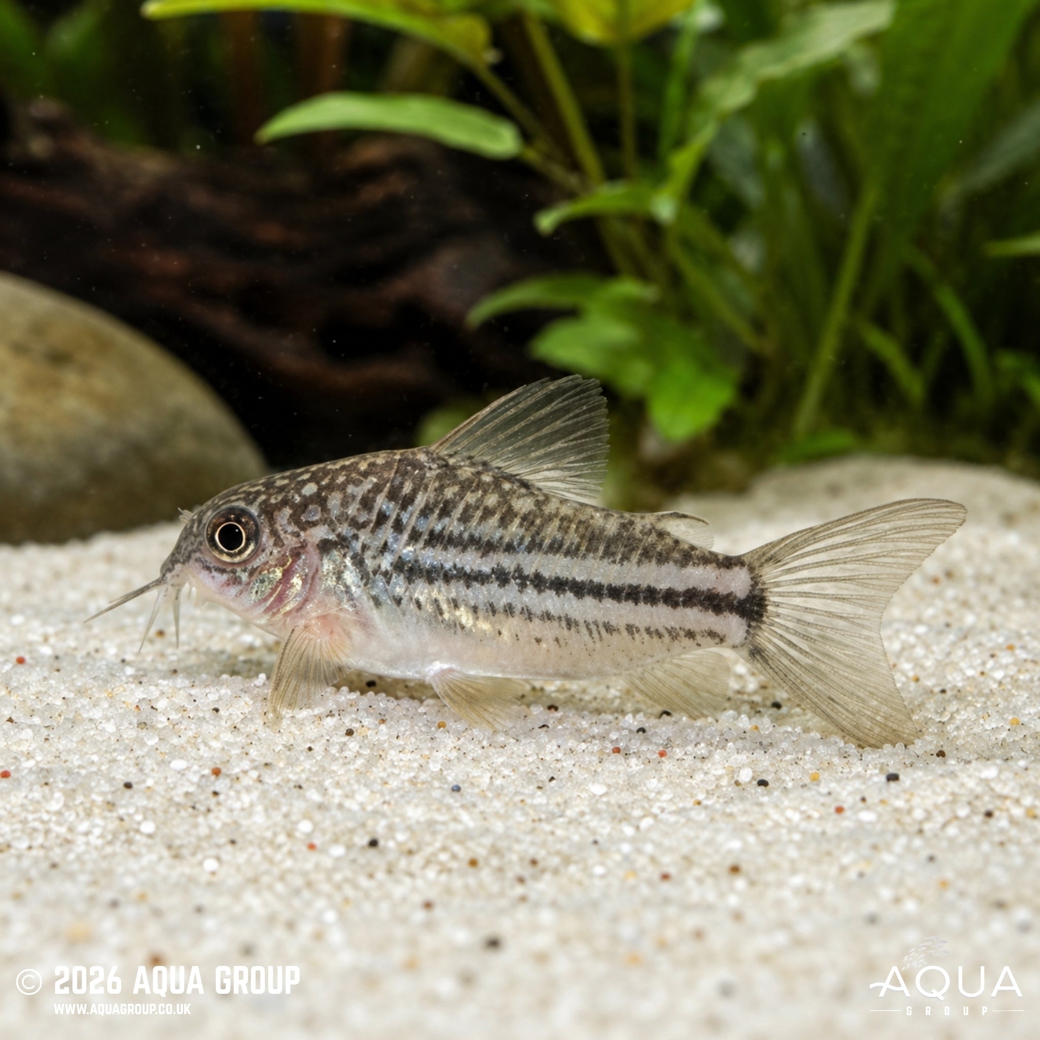 Mini Cory – Gastrodermus nanus